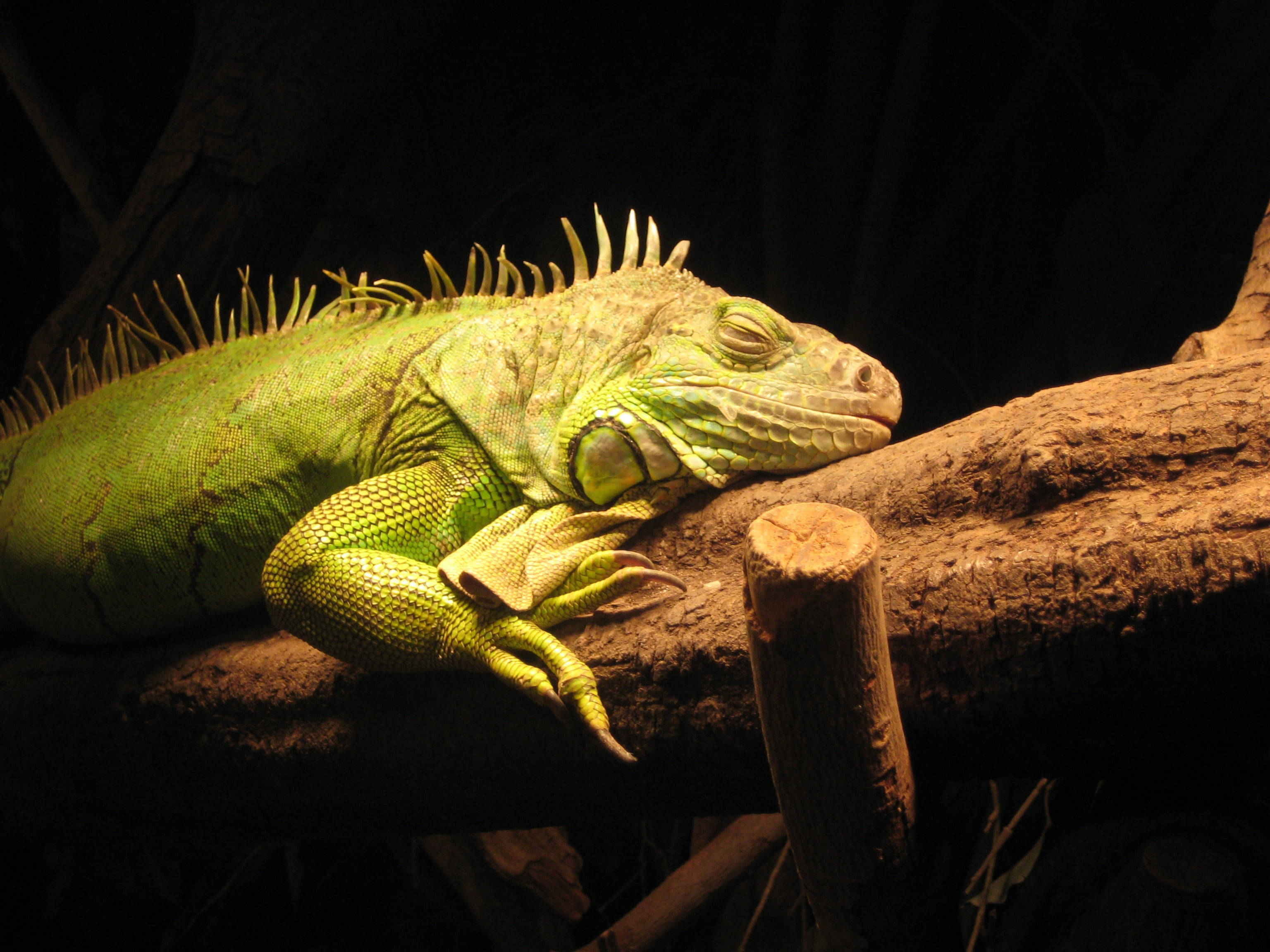 green iguana, textured log, warm spotlight, 2K Desktop Wallpaper