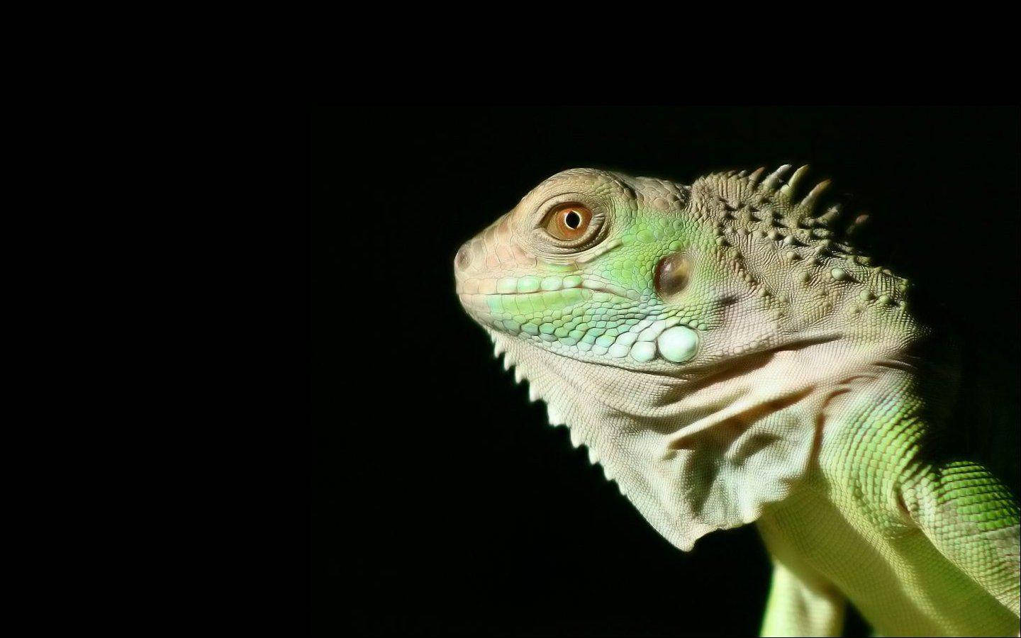 green iguana, black background, textured scales, HD Desktop Wallpaper