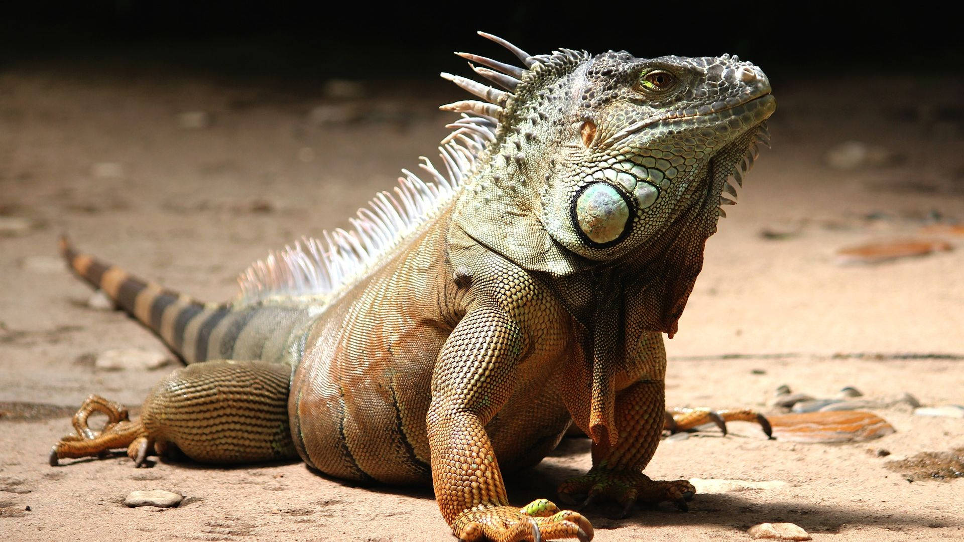 green iguana, spiky crest, sandy ground, Full HD Desktop Wallpaper