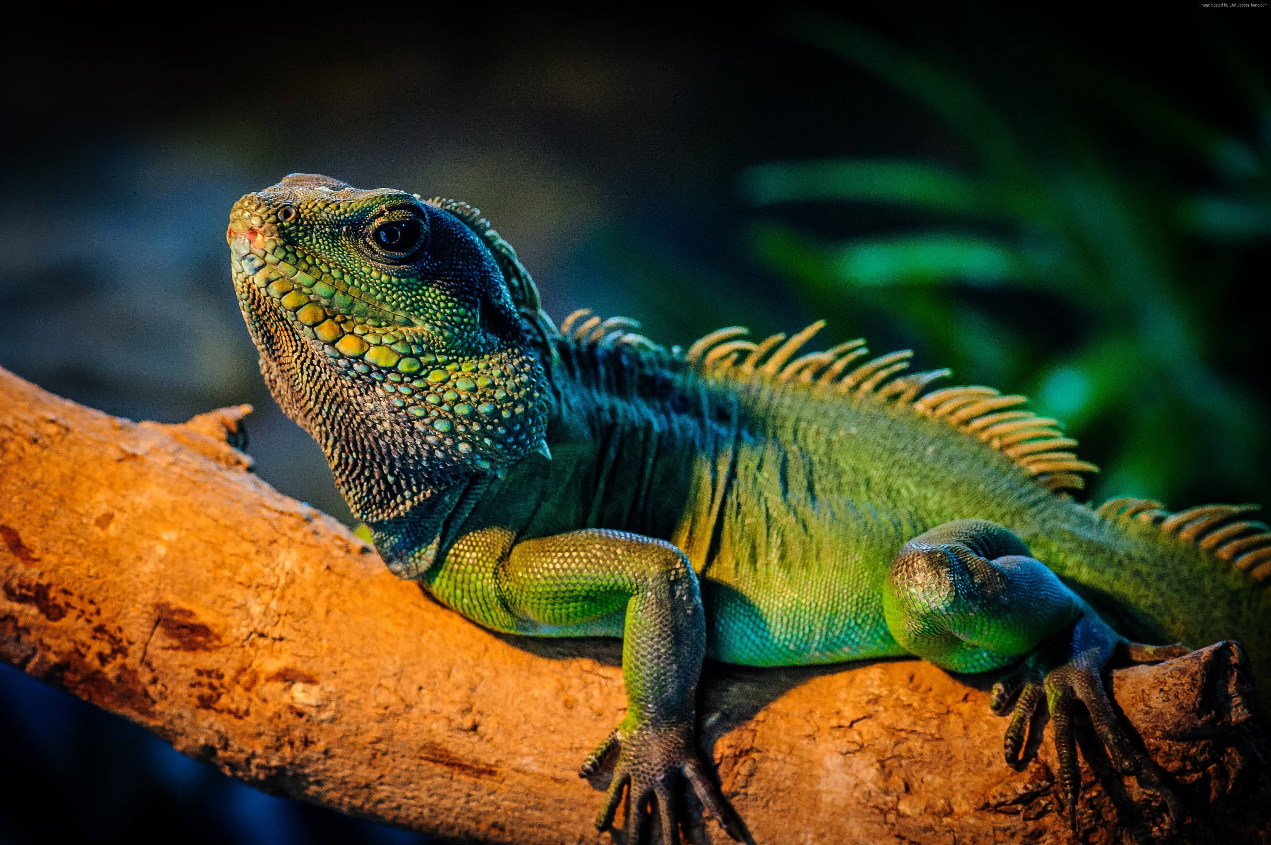 enormous green iguana, spiky crest, sunlit tree branch, 4K Desktop Wallpaper