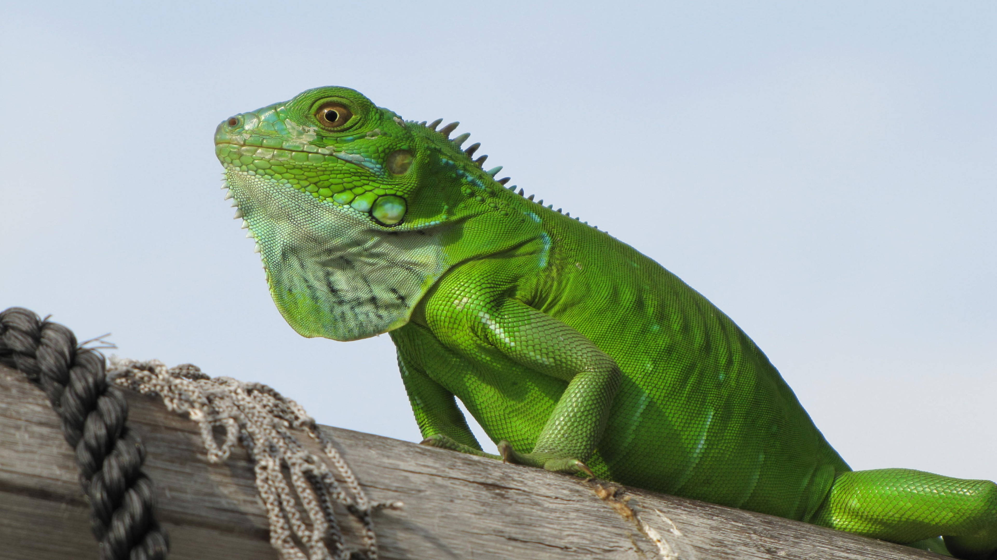 smooth green iguana, wooden beam, pale sky, 4K Desktop Wallpaper