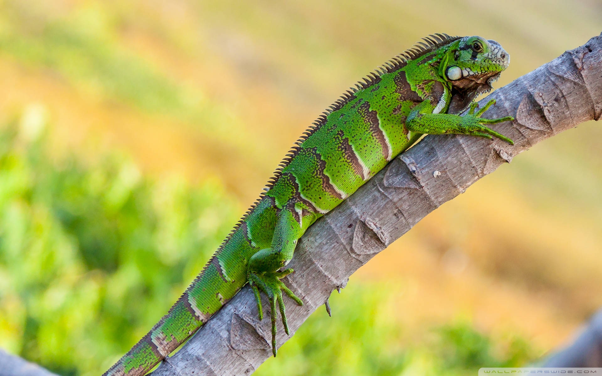 green iguana, tree limb, spiky crest, Full HD Desktop Wallpaper