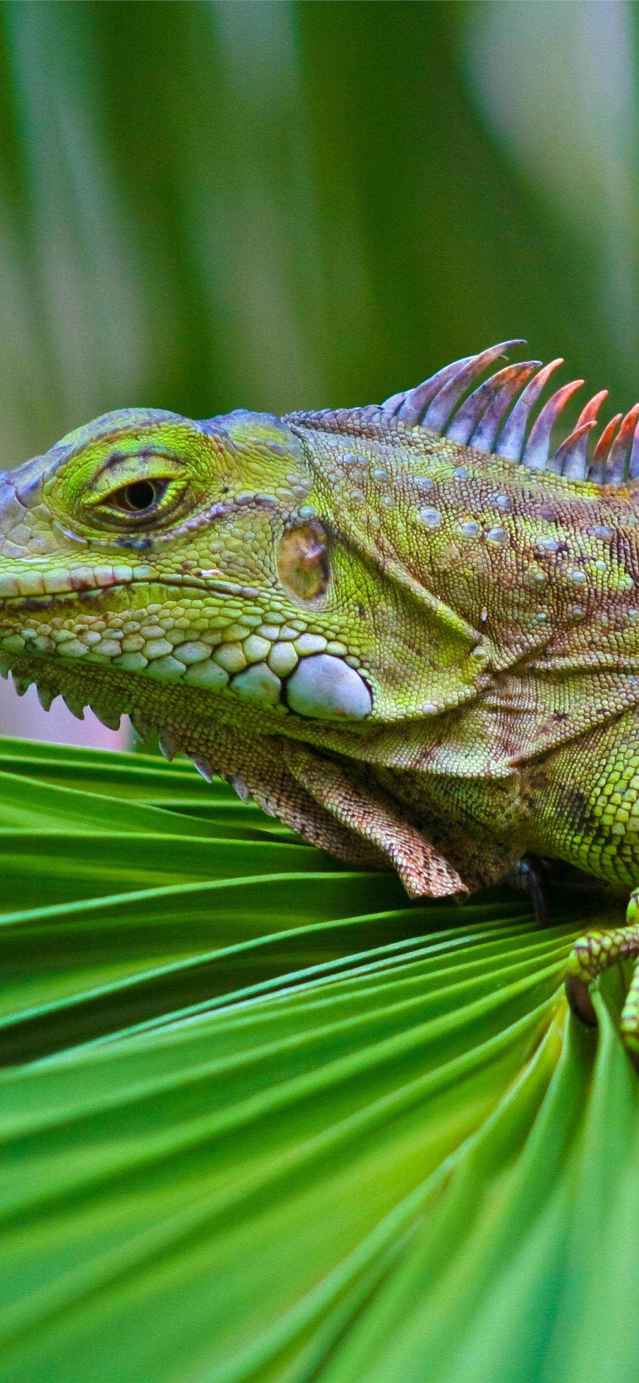 green iguana, blue crest, large leaf, 2K Phone Wallpaper