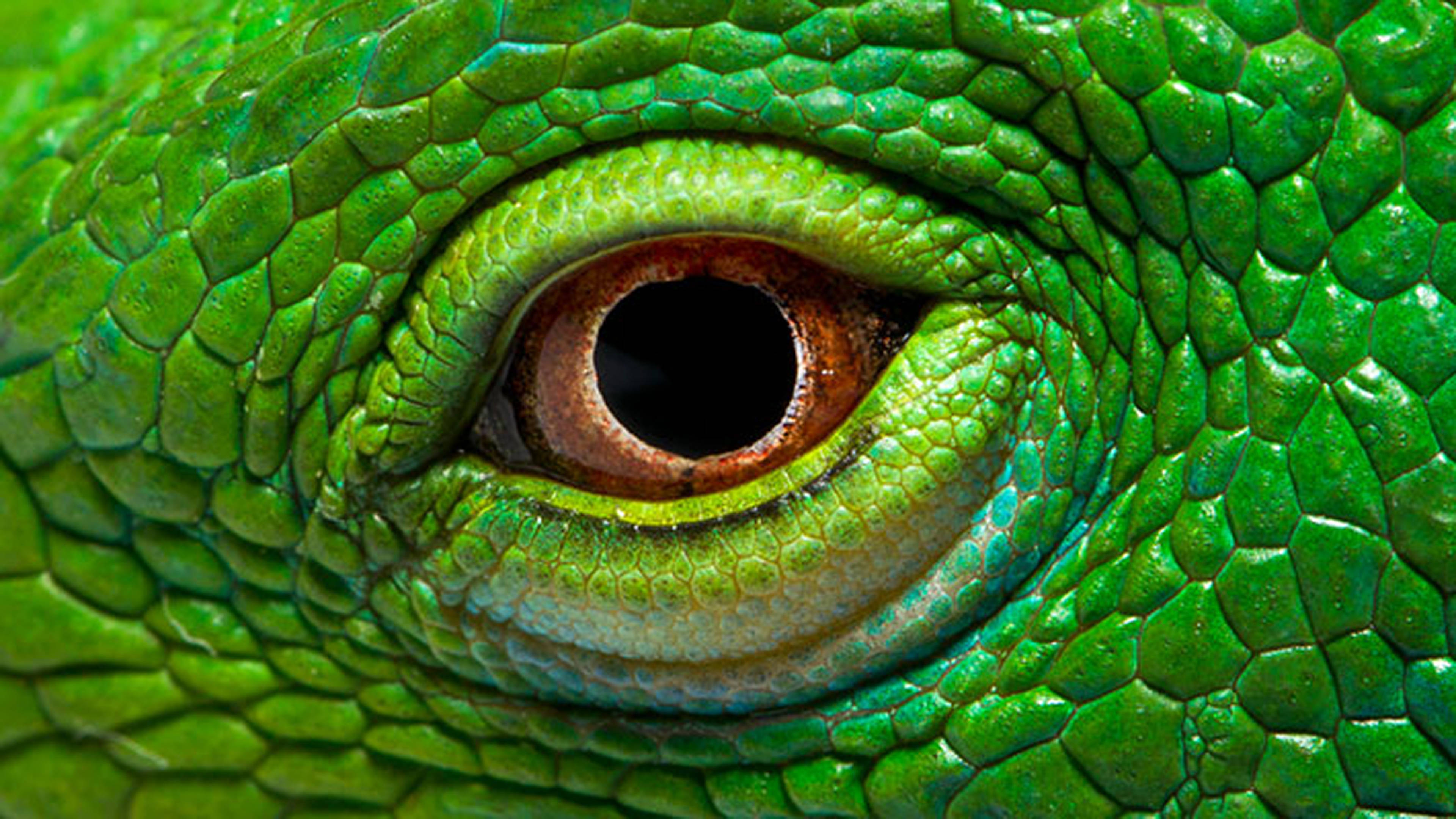 Green Iguana, vibrant green, lizard's eye, 4K Desktop Wallpaper