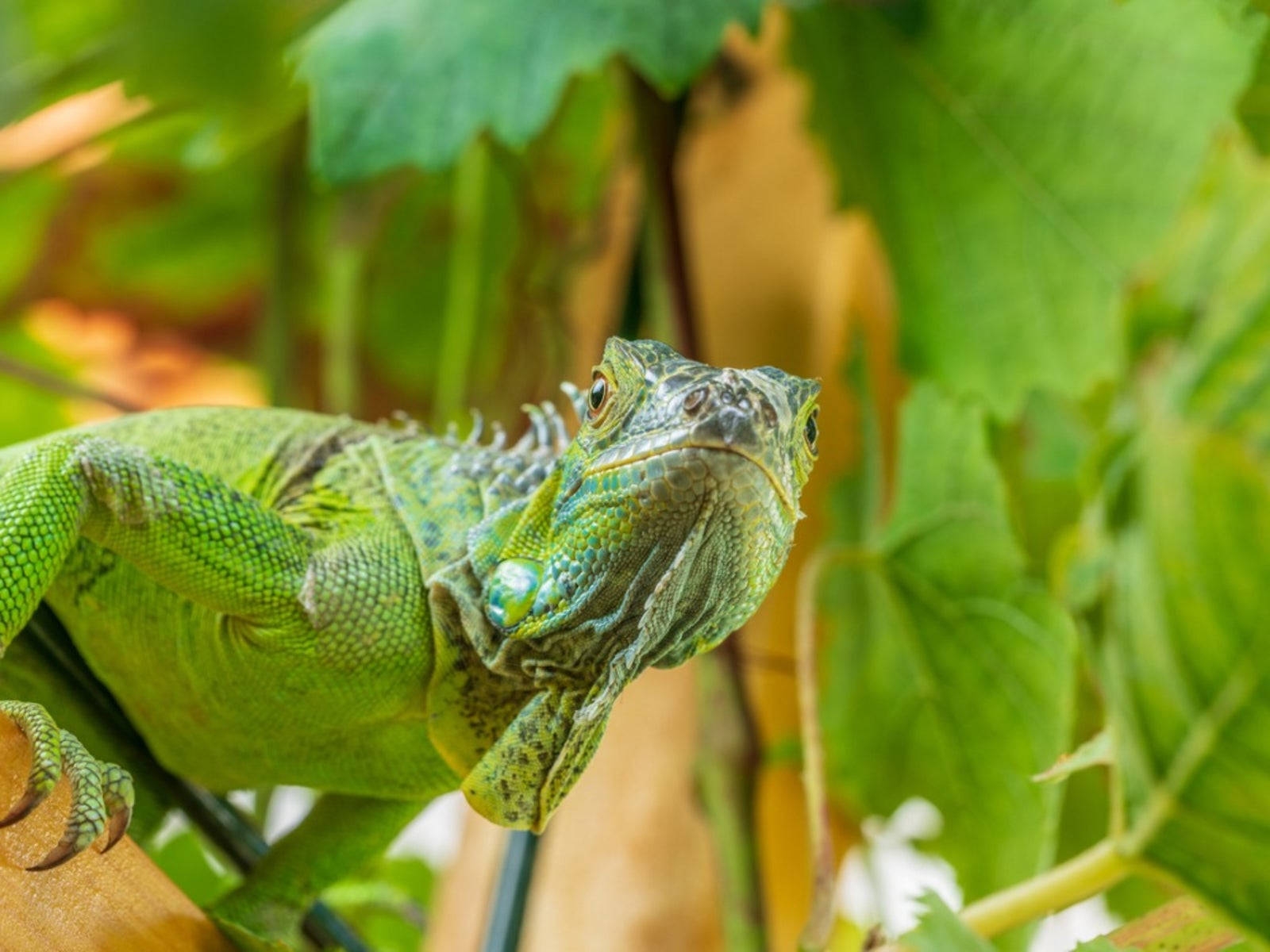 green iguana, tree, leafy branch, HD Desktop Wallpaper