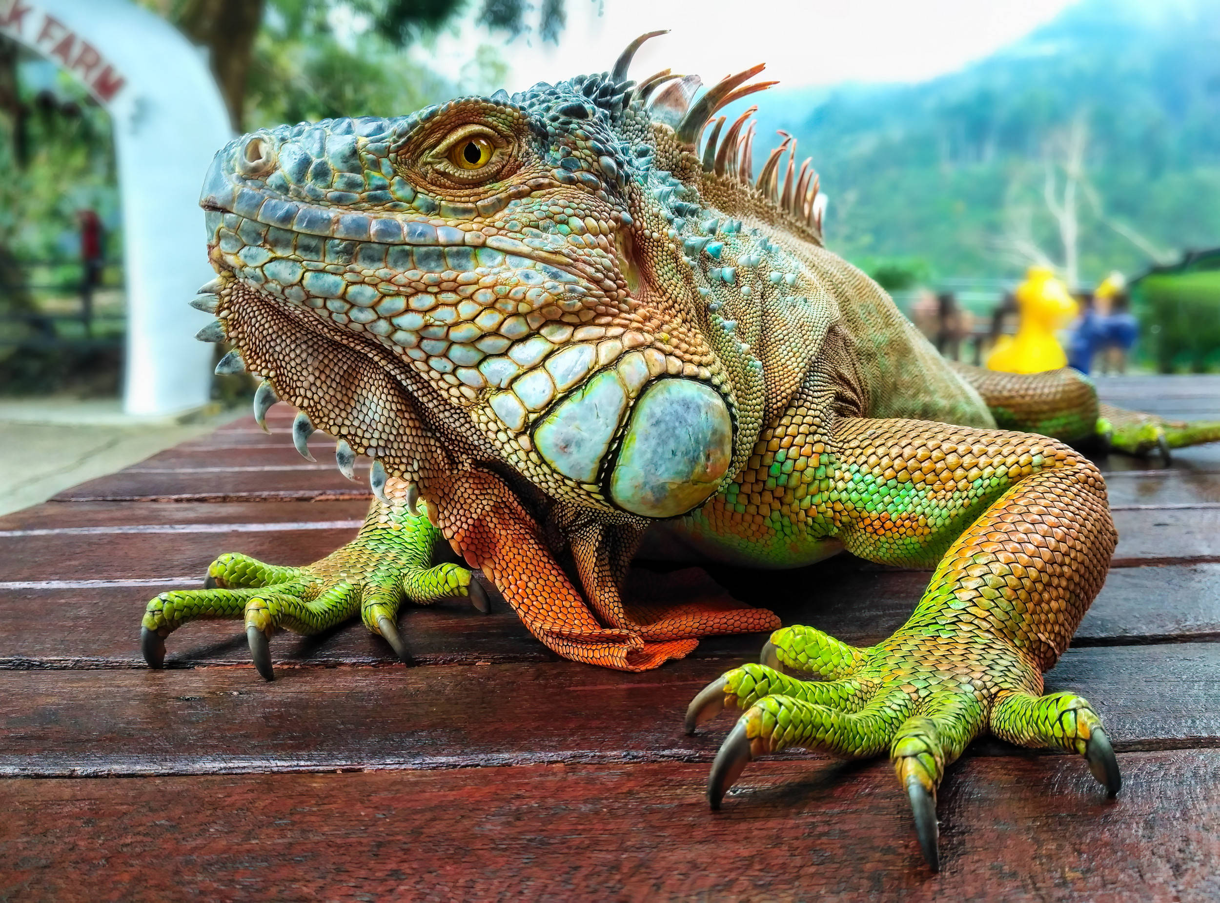 green iguana, spiky crest, textured scales, Full HD Desktop Wallpaper