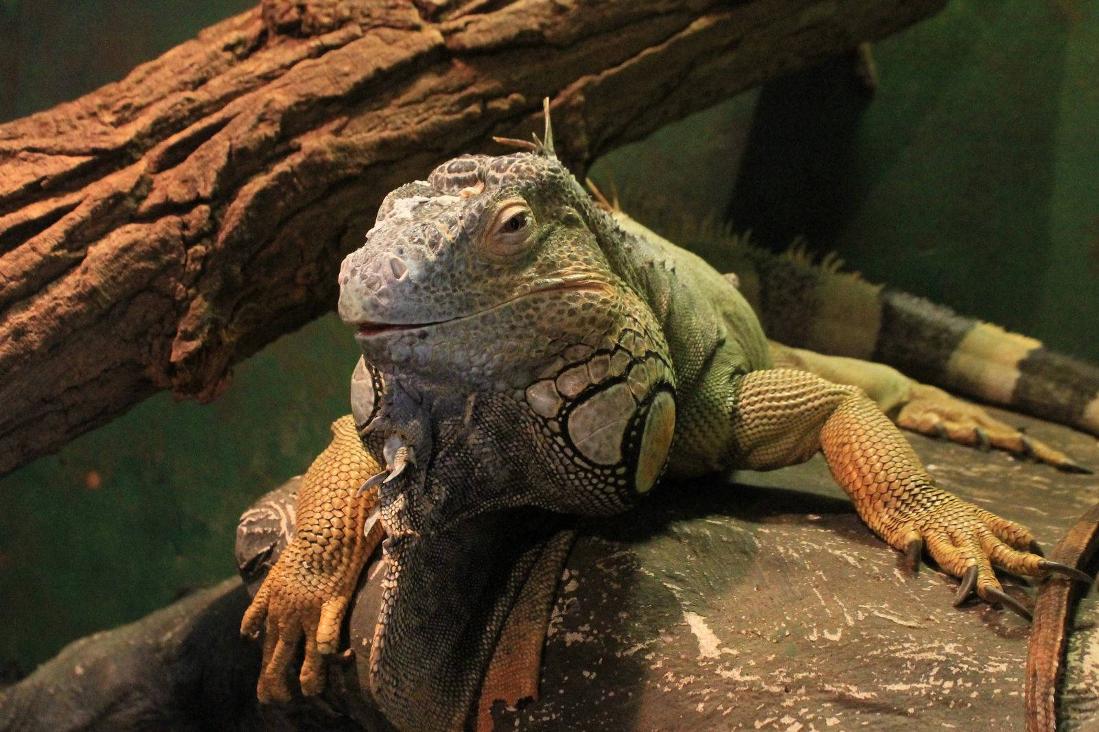 green iguana, tree trunk, textured log, HD Desktop Wallpaper