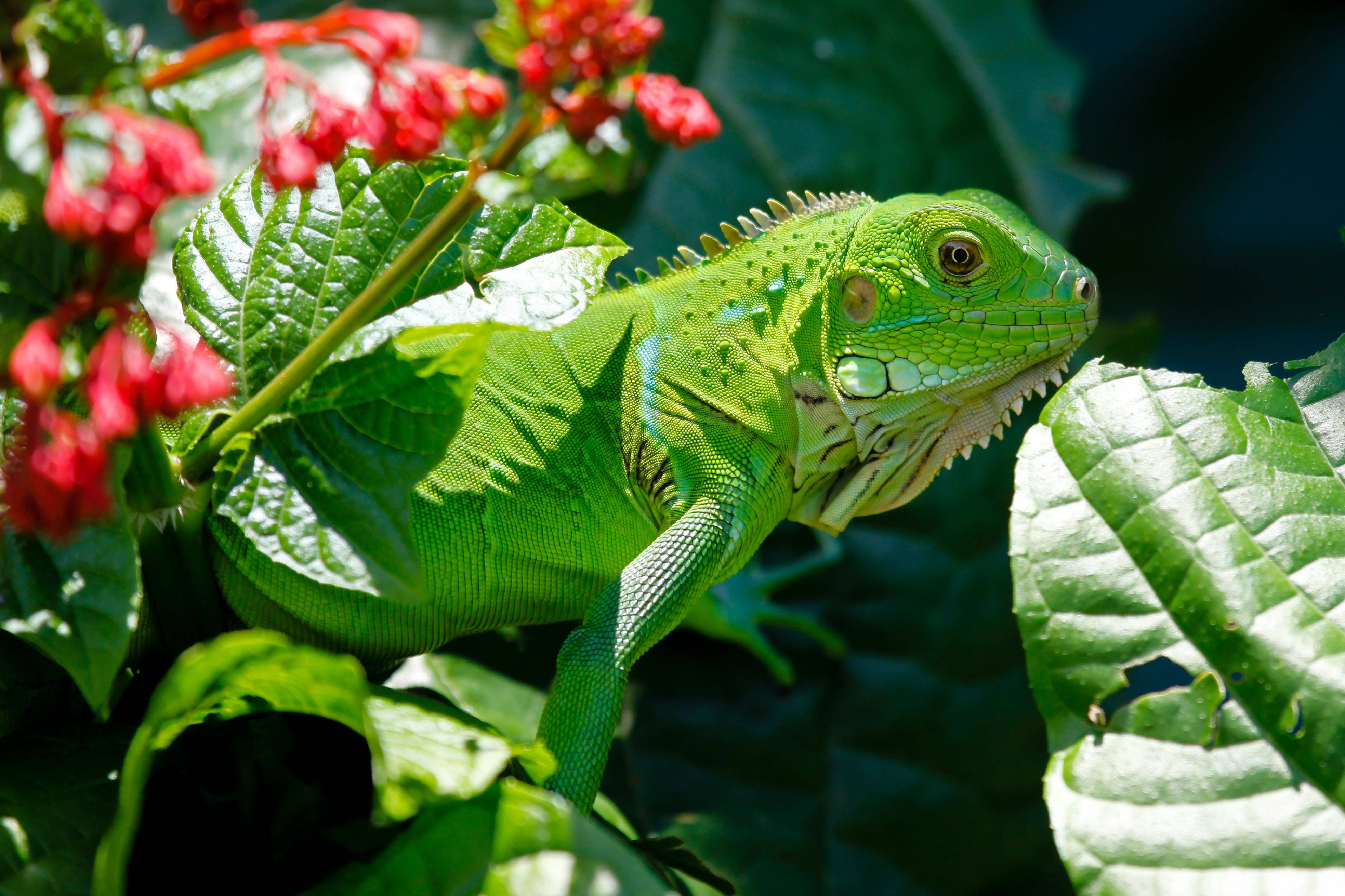 green iguana, floral plant, lush leaves, 4K Desktop Wallpaper
