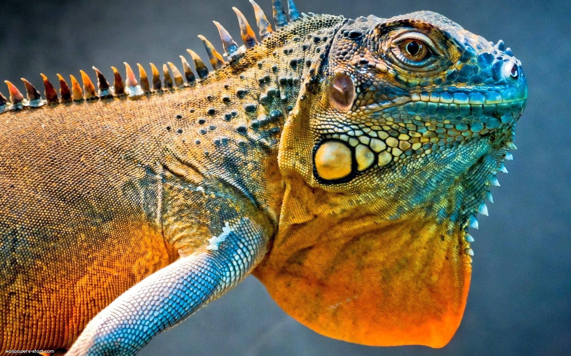 green iguana, drooping skin, vibrant green and orange, Full HD Desktop Wallpaper