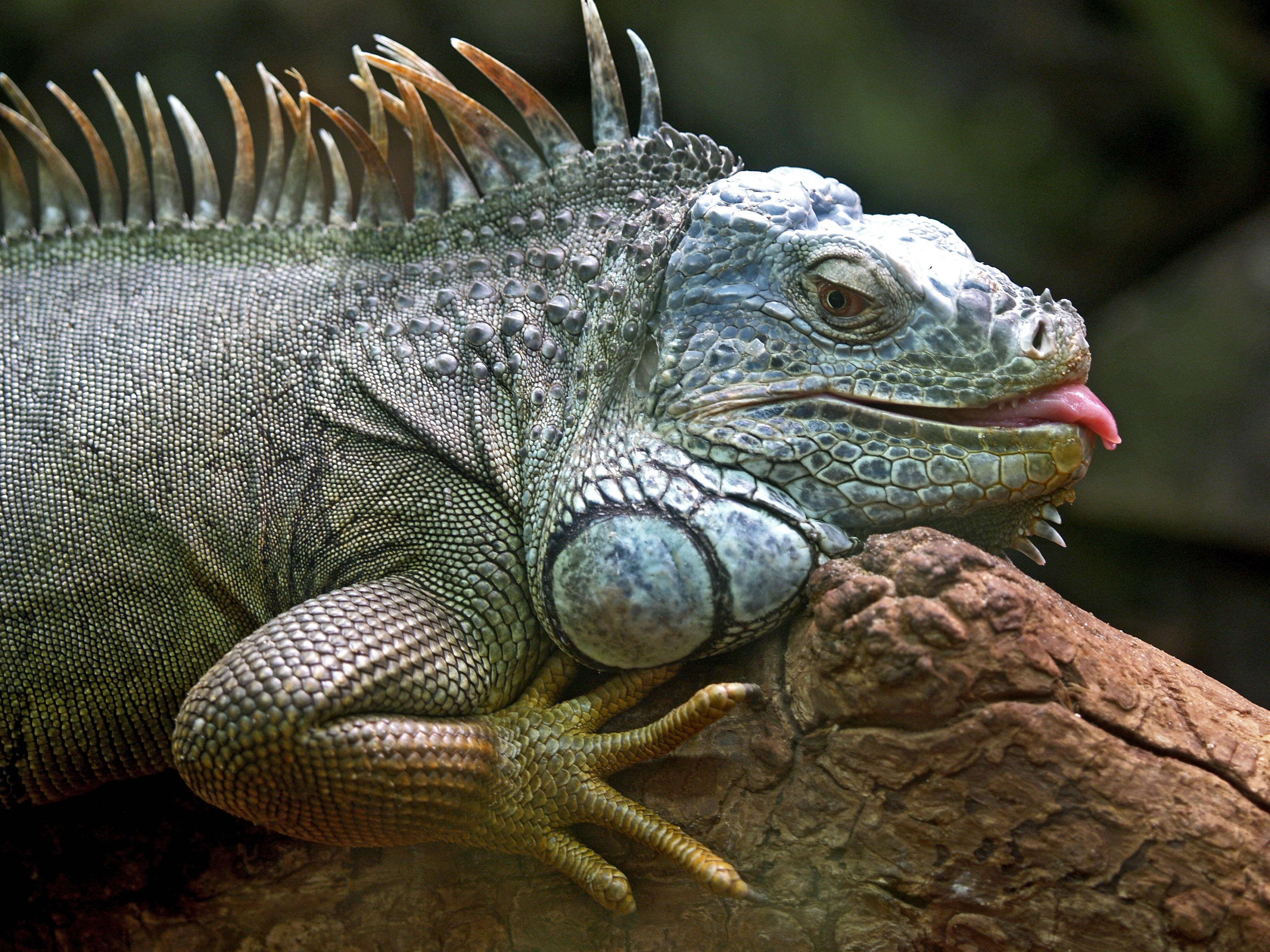 green iguana, spiky crest, pink tongue, 2K Desktop Wallpaper