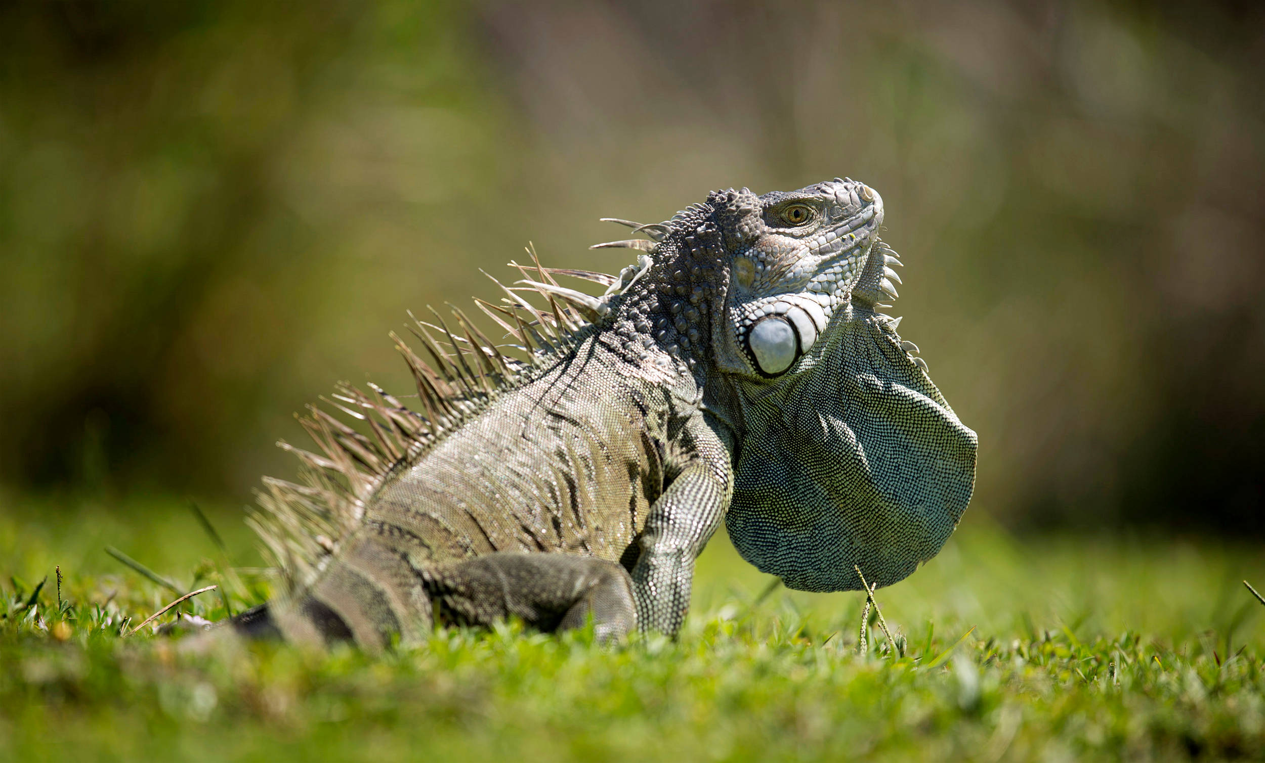 green iguana, spiky back, inflated throat, Full HD Desktop Wallpaper
