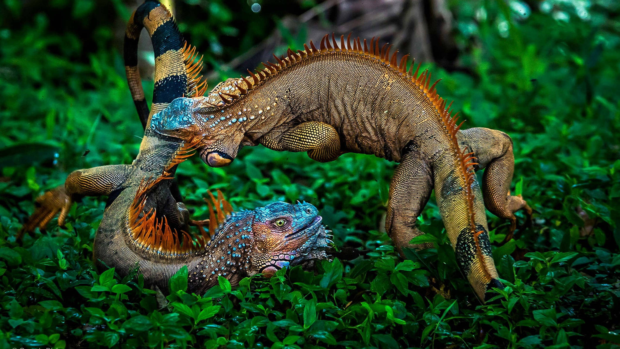 iguanas, jungle, vibrant green, Full HD Desktop Wallpaper