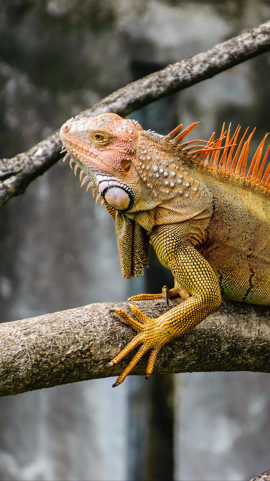 green iguana, orange spines, tree branch, HD Phone Wallpaper