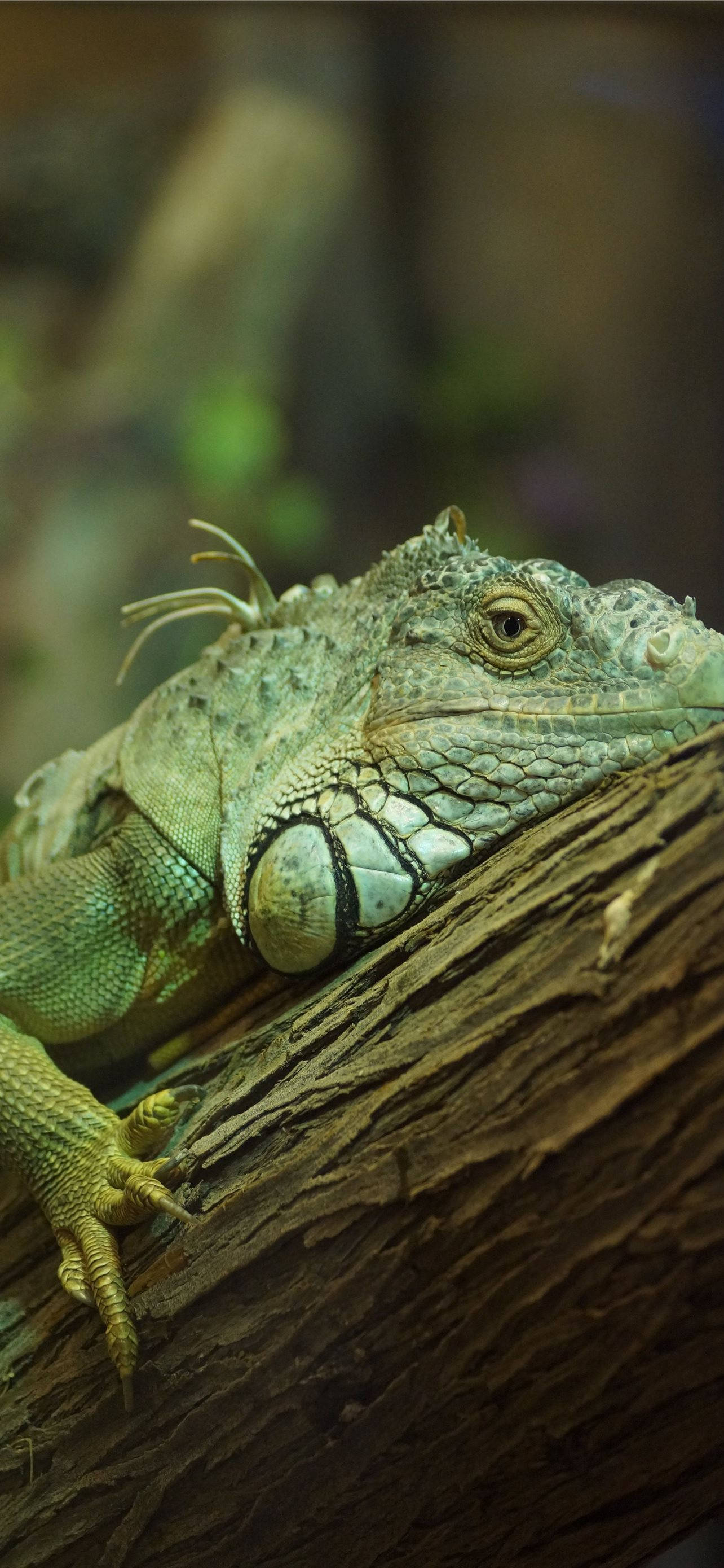 green iguana, branch, weathered log, 2K Phone Wallpaper