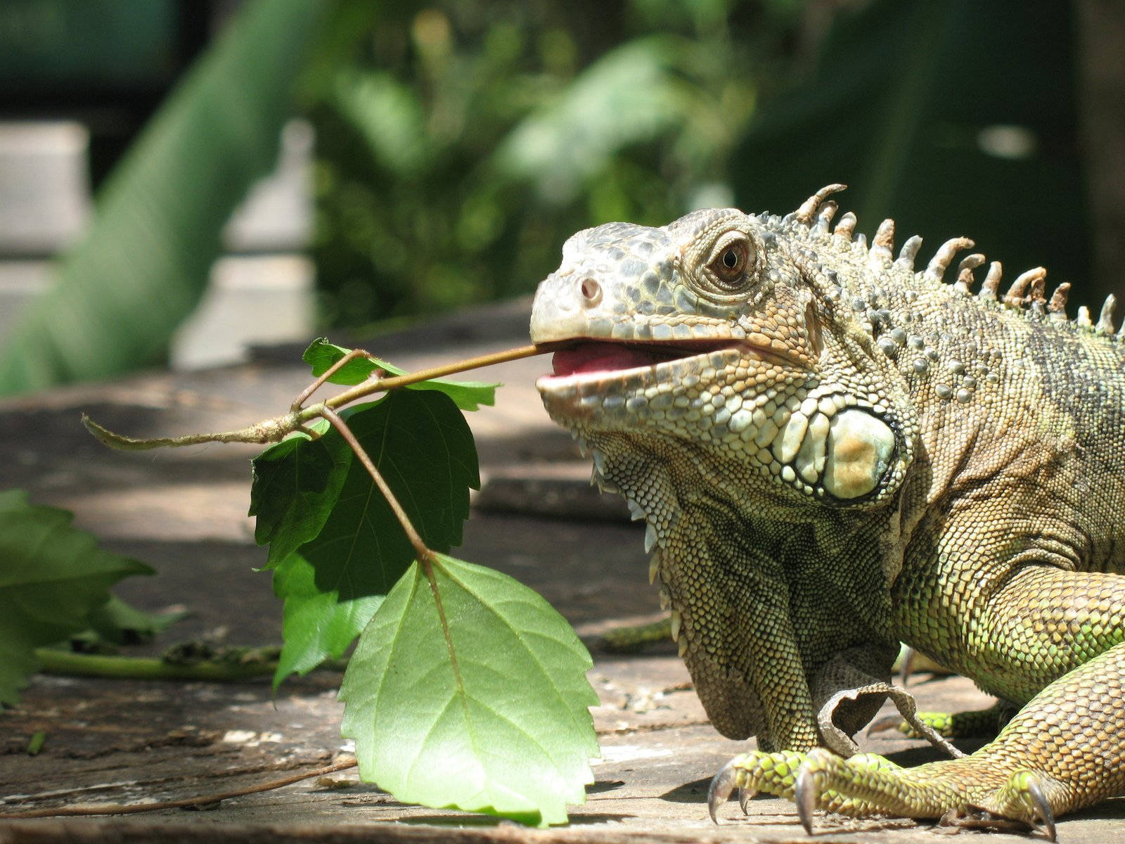 green iguana, spiky crest, textured scales, HD Desktop Wallpaper