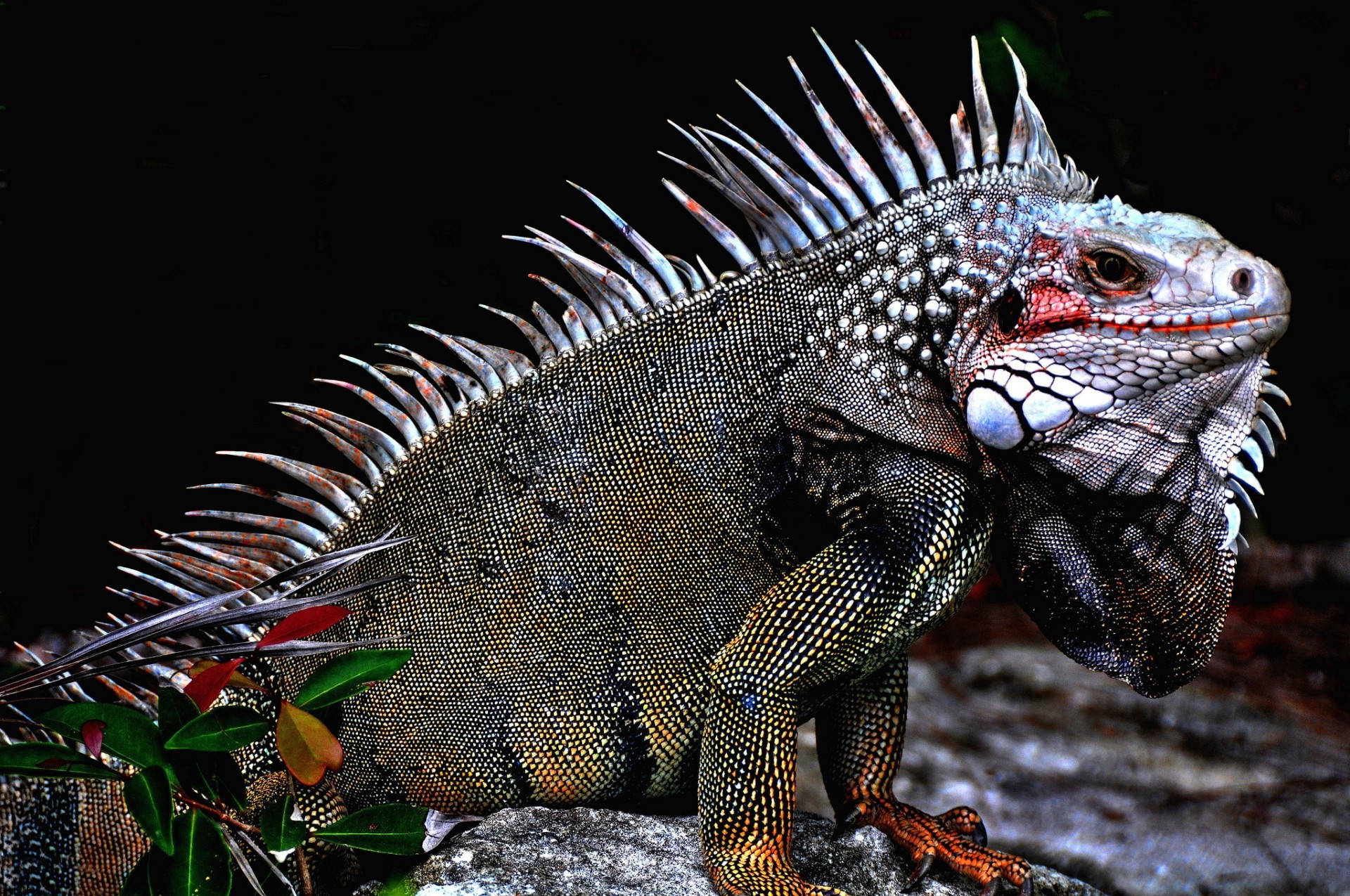 green iguana, spiky dorsal crest, rock, Full HD Desktop Wallpaper
