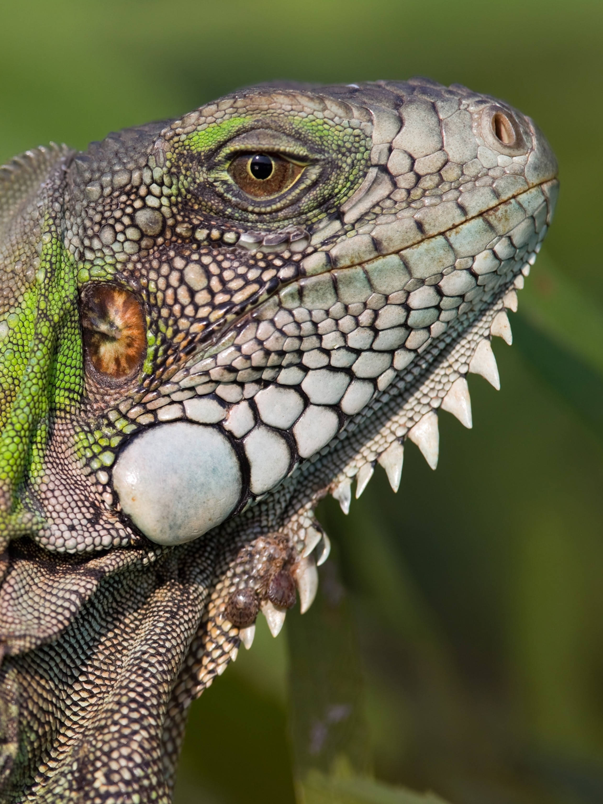 green iguana, white scaly skin, textured head, 2K Phone Wallpaper