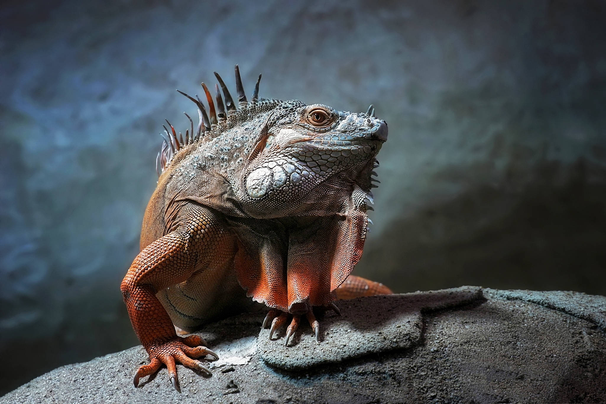 green iguana, rock, spiky crest, Full HD Desktop Wallpaper