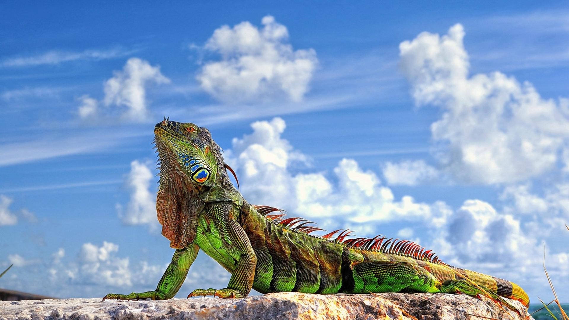 green iguana, blue eyes, sunlit rock, Full HD Desktop Wallpaper