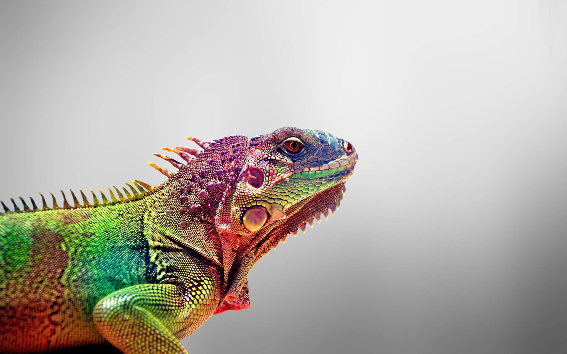 purple head green iguana, vibrant green, purple, Full HD Desktop Wallpaper