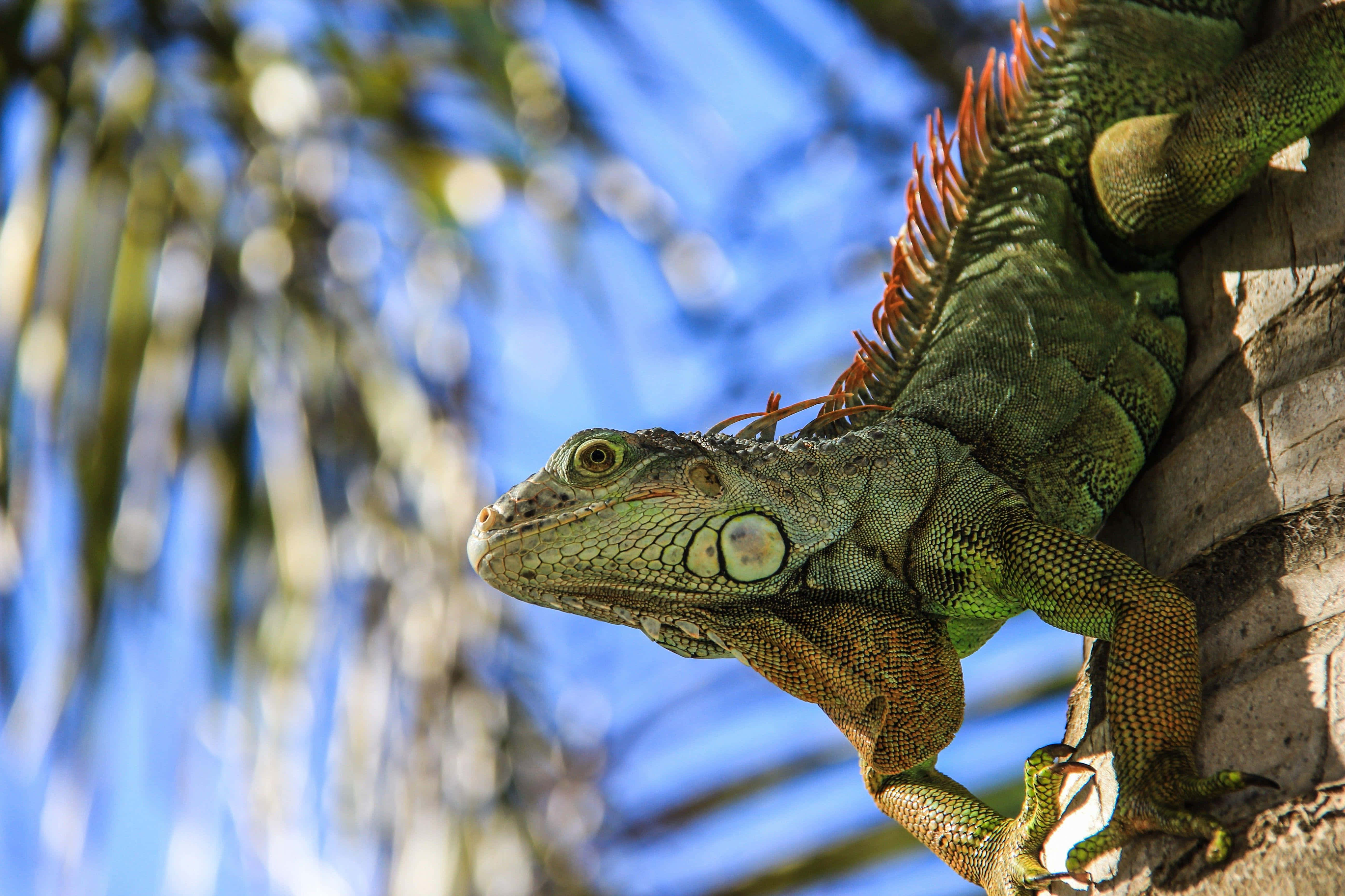 green iguana, tree trunk, bright blue sky, 5K Desktop Wallpaper