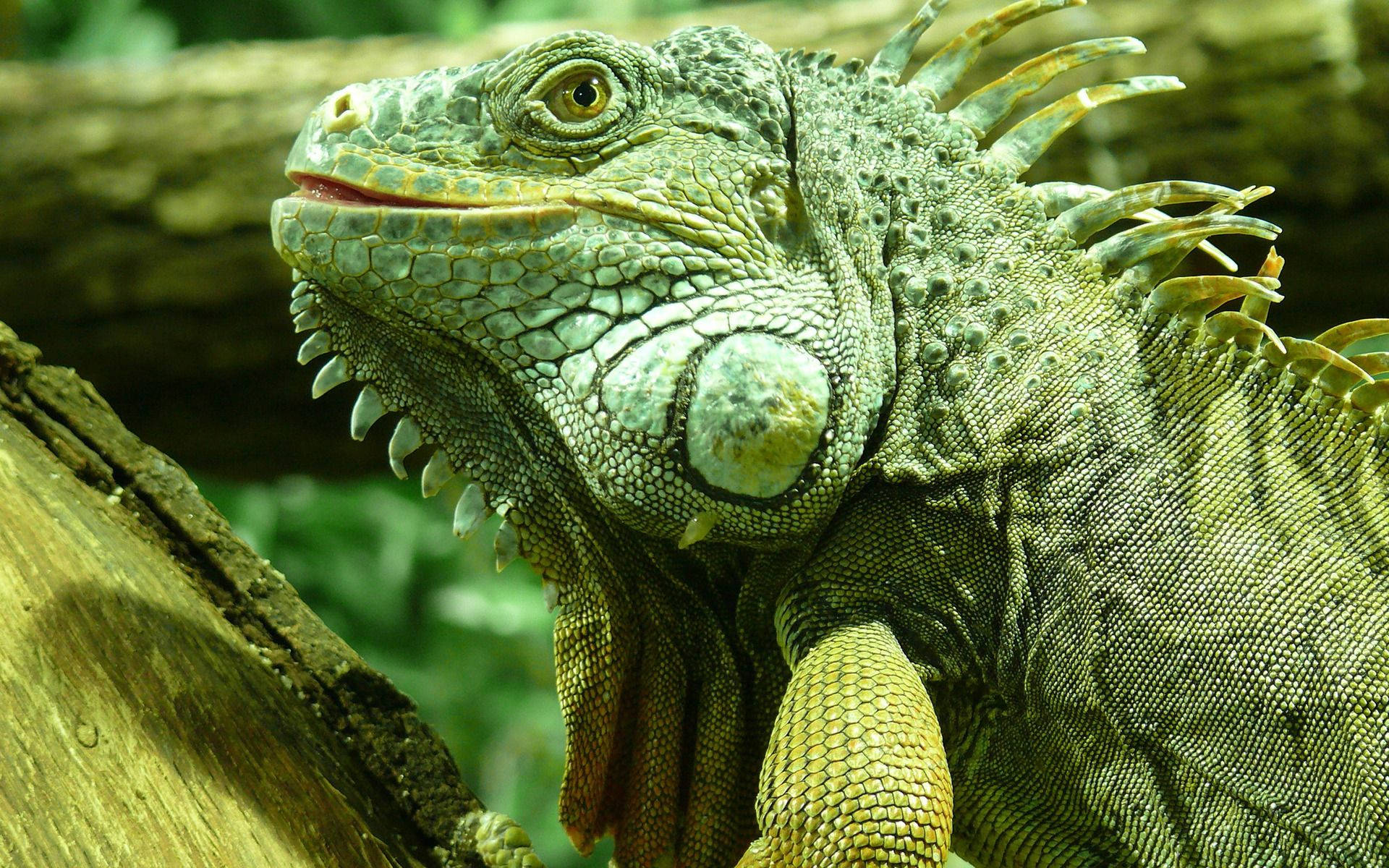 American Veterinary, green iguana, log, Full HD Desktop Wallpaper