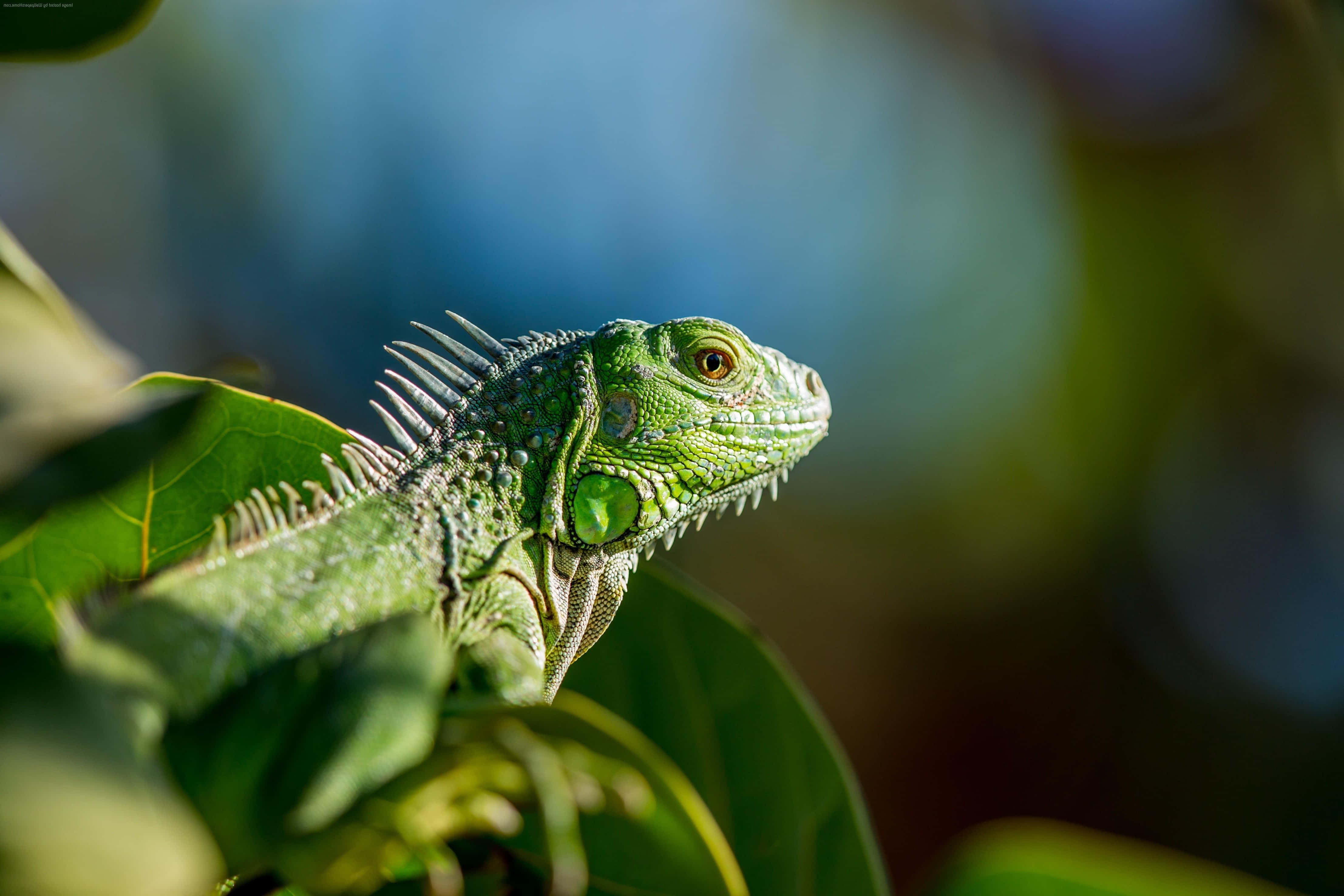 green iguana, lush leaves, soft bokeh background, 4K Desktop Wallpaper