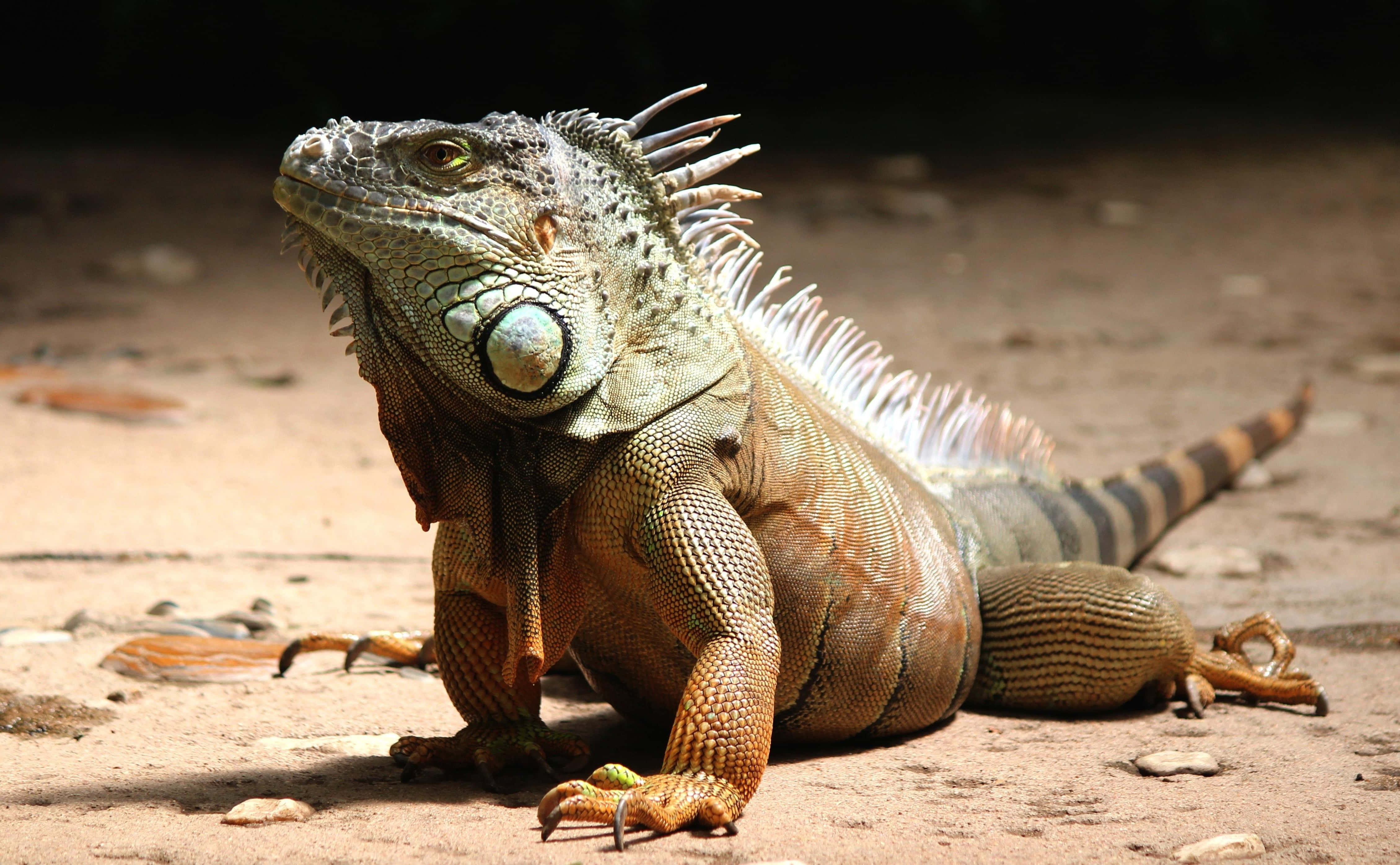 green iguana, spiky crest, sunlight, 4K Desktop Wallpaper