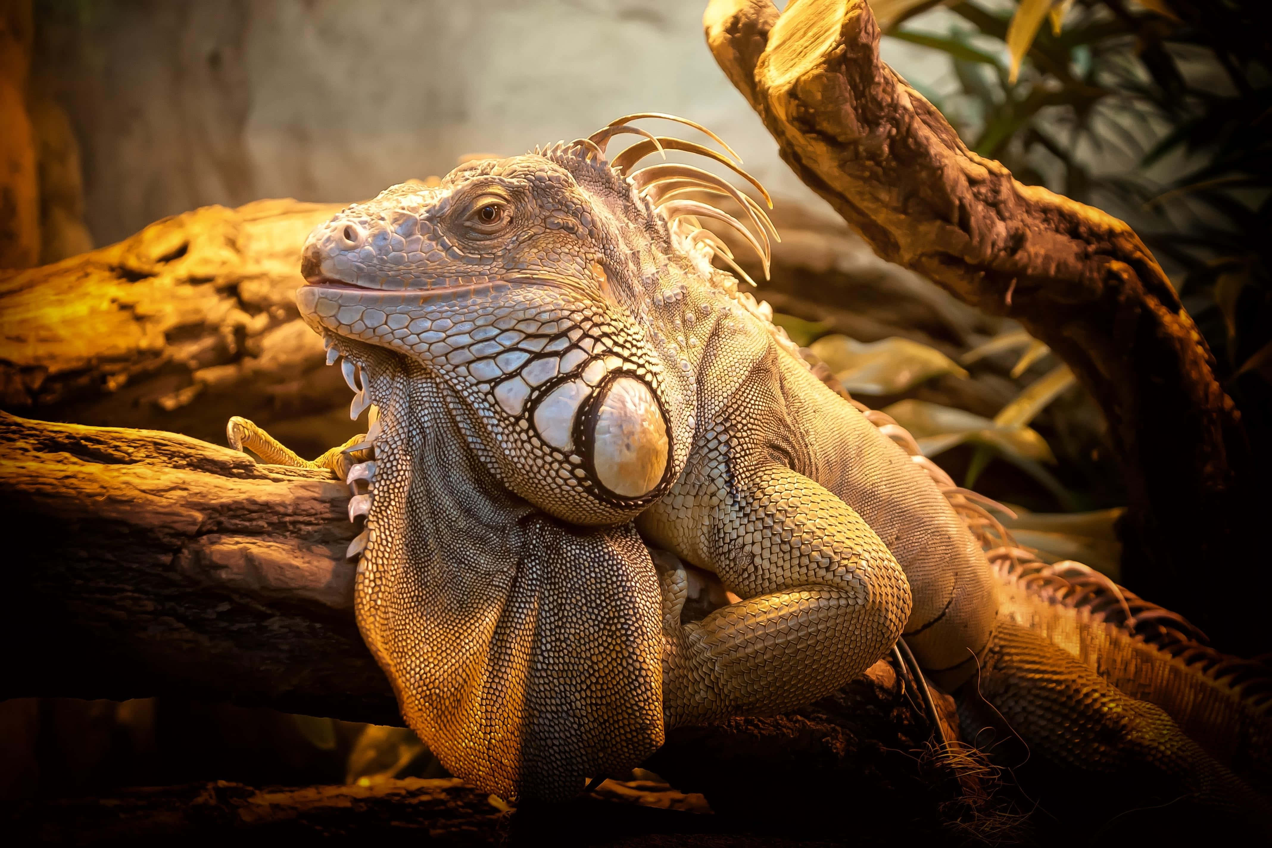 green iguana, log, textured scales, 4K Desktop Wallpaper