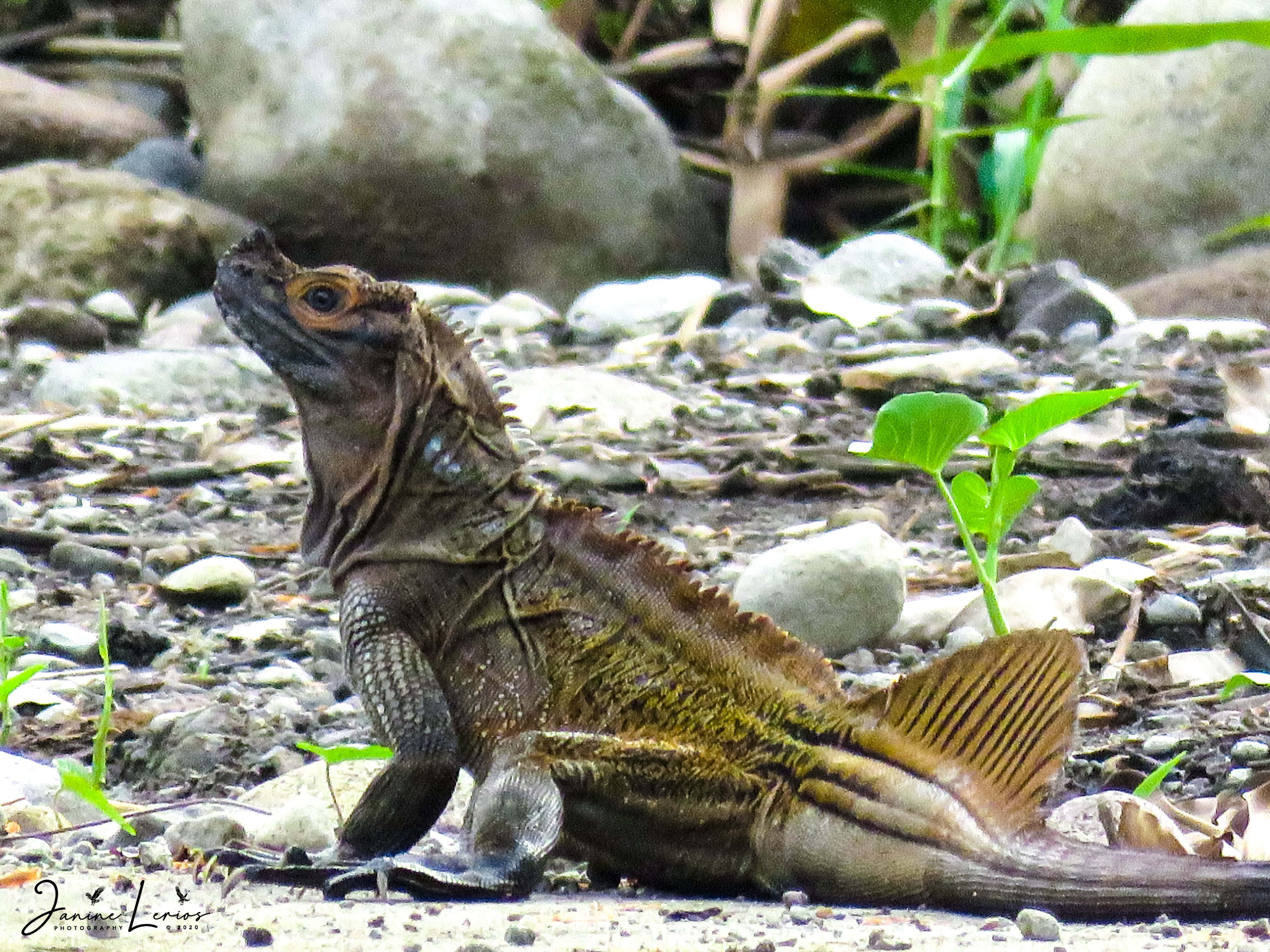 Iguana, natural habitat, rocky streambed, 4K Desktop Wallpaper