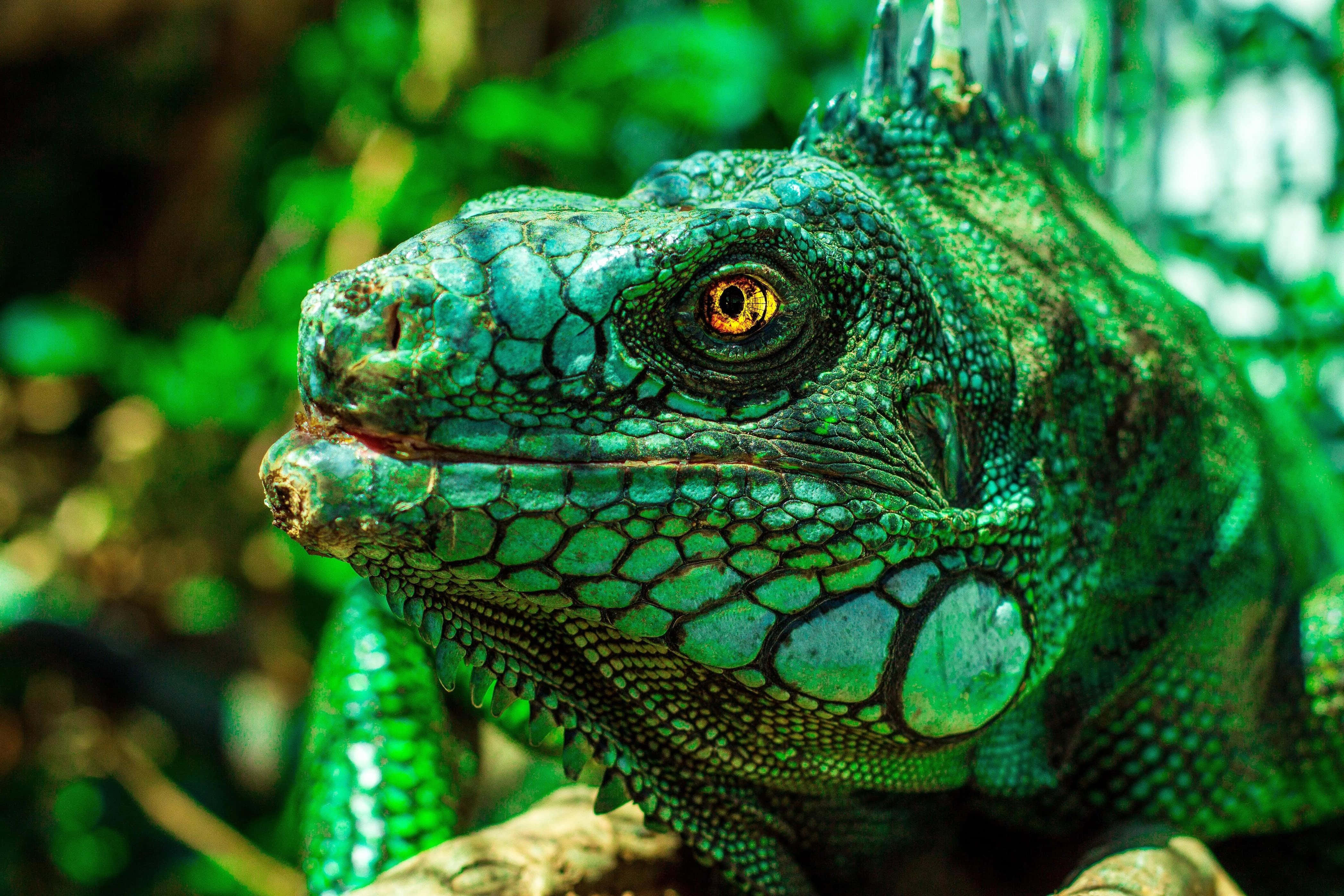 vibrant green iguana, textured scales, golden eyes, 4K Desktop Wallpaper
