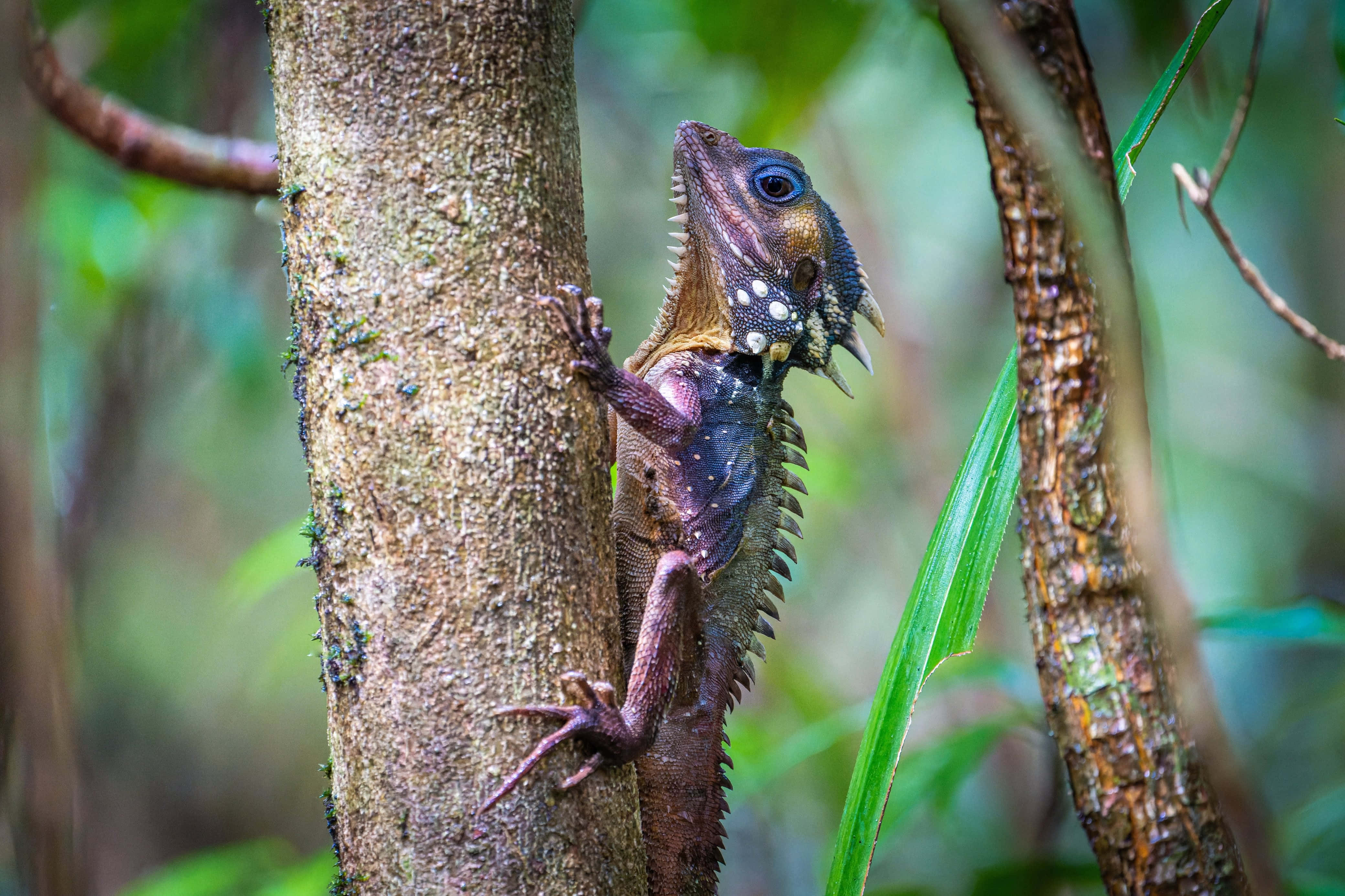 tropical iguana, mossy tree trunk, lush green forest, 4K Desktop Wallpaper