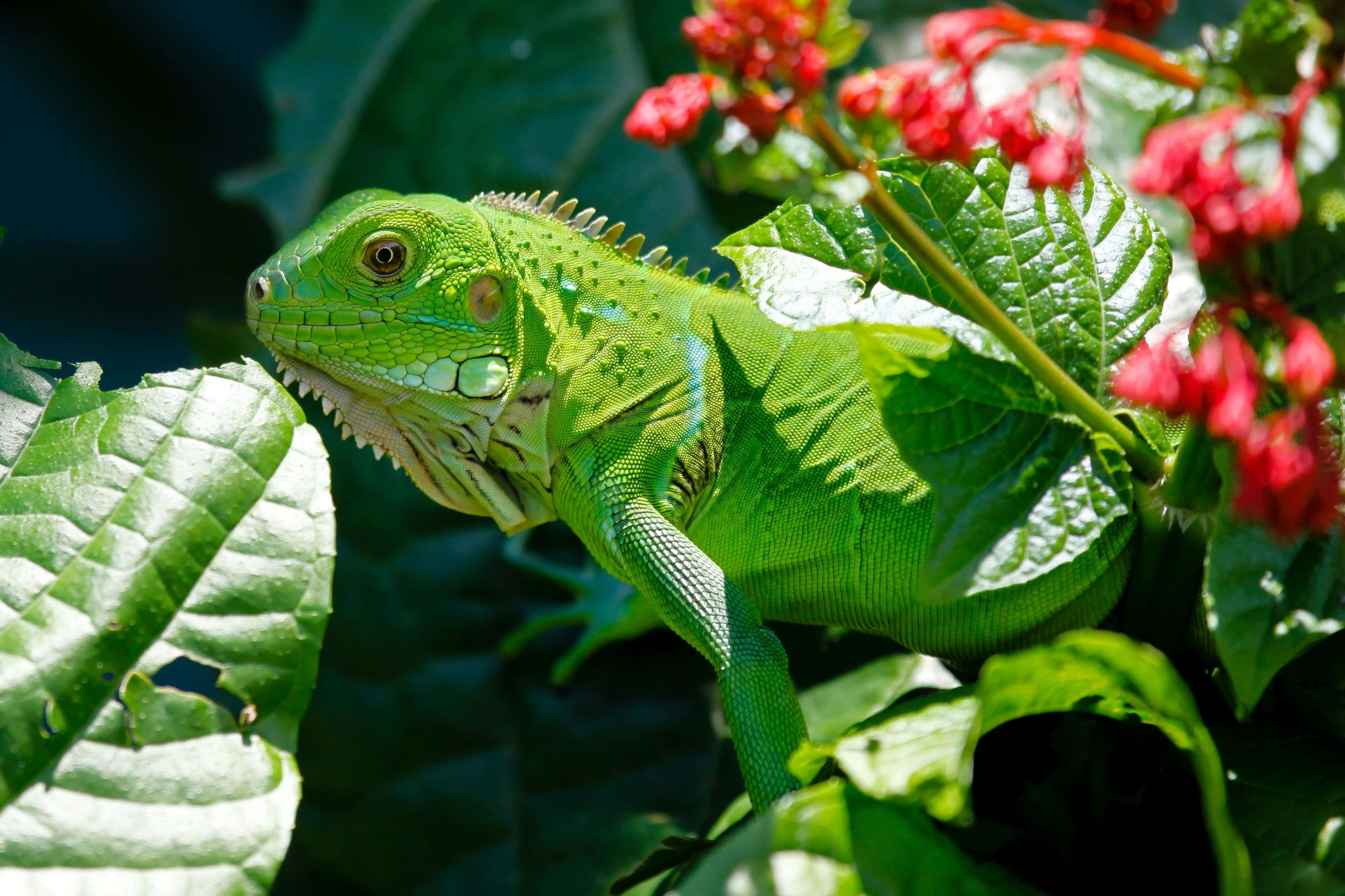 green iguana, lush leaves, bright red flowers, 4K Desktop Wallpaper