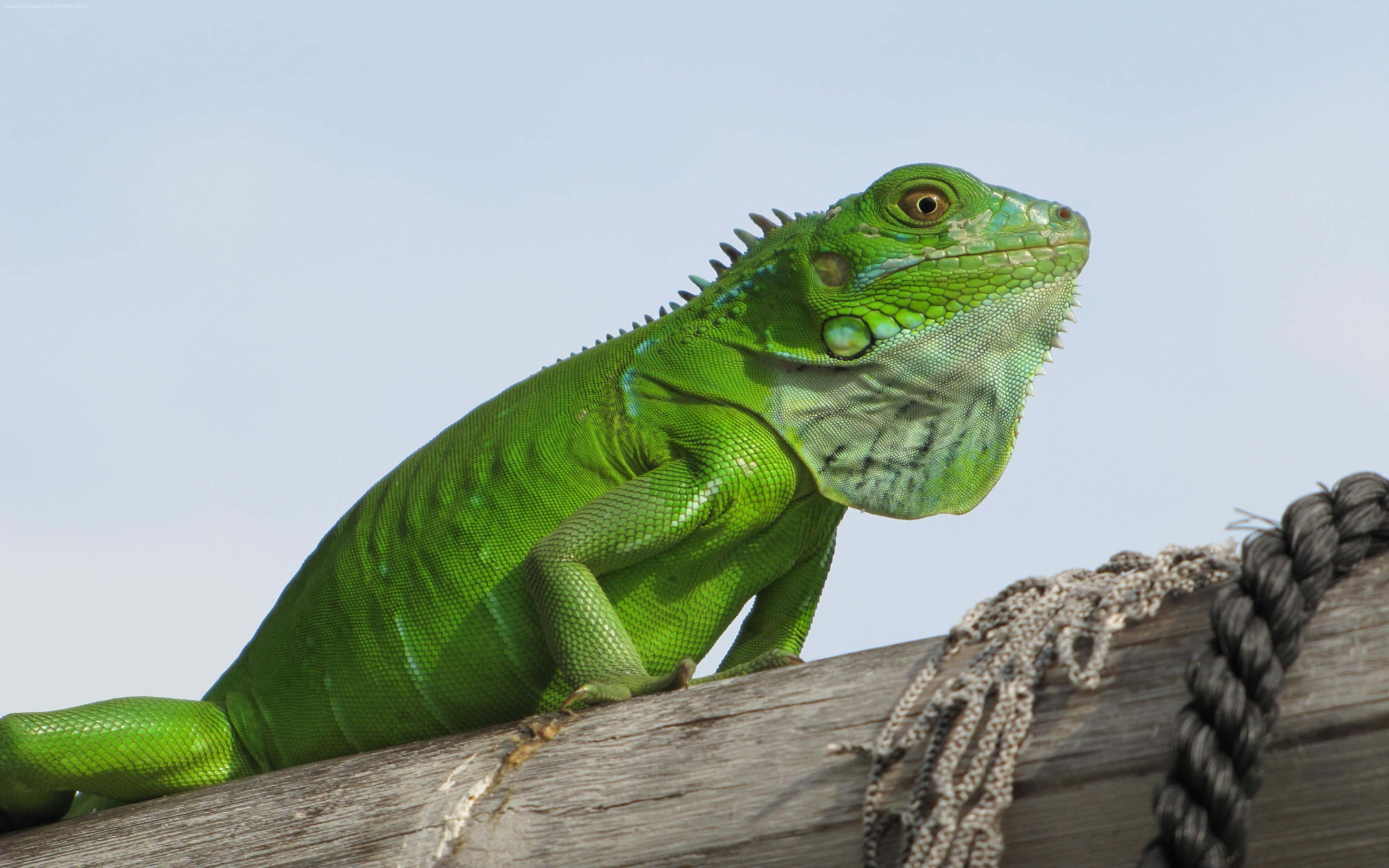 vibrant green iguana, wooden beam, pale sky, 4K Desktop Wallpaper