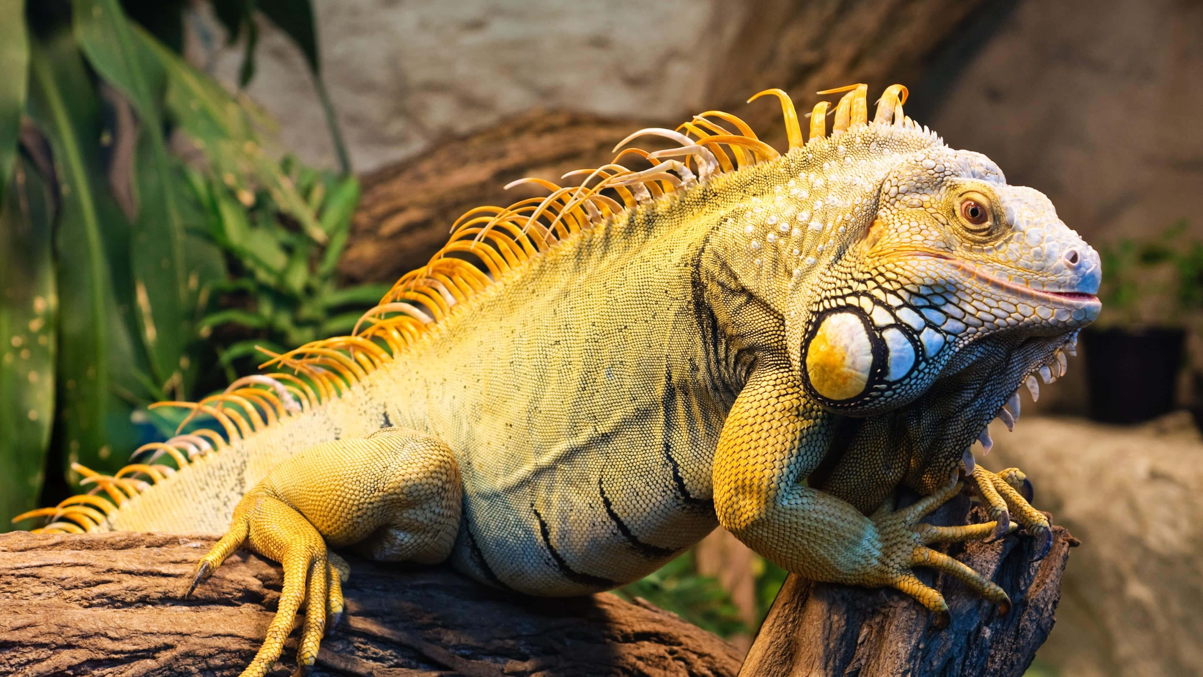 green iguana, golden spines, sunlit log, 4K Desktop Wallpaper