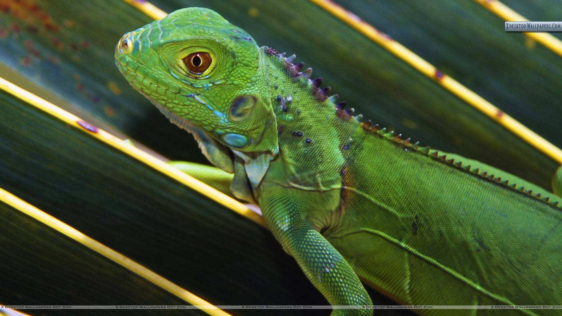 vibrant green iguana, spiky crest, large leaf with yellow stripes, Full HD Desktop Wallpaper