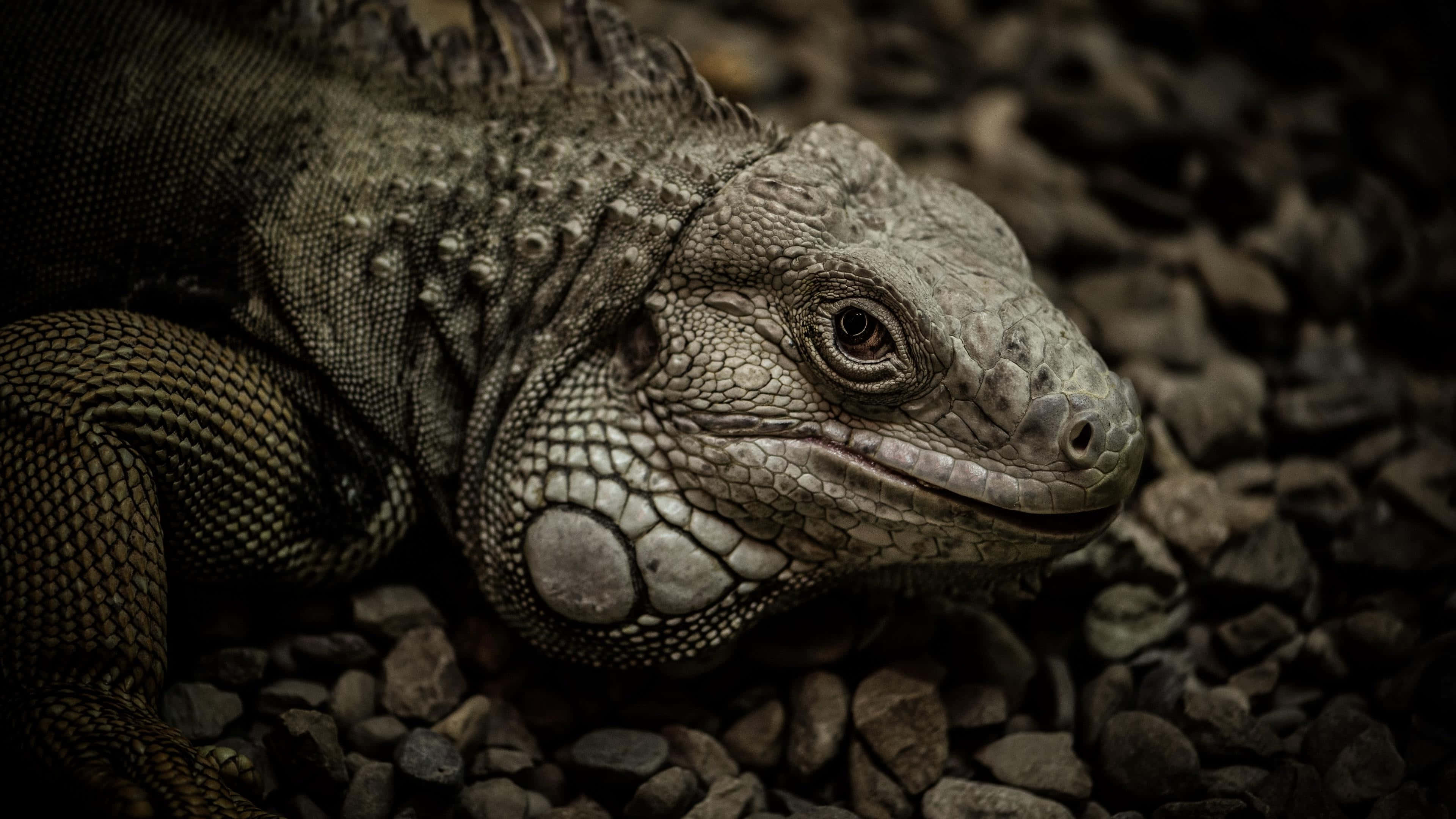 iguana, rocks, dark gravel, 4K Desktop Wallpaper