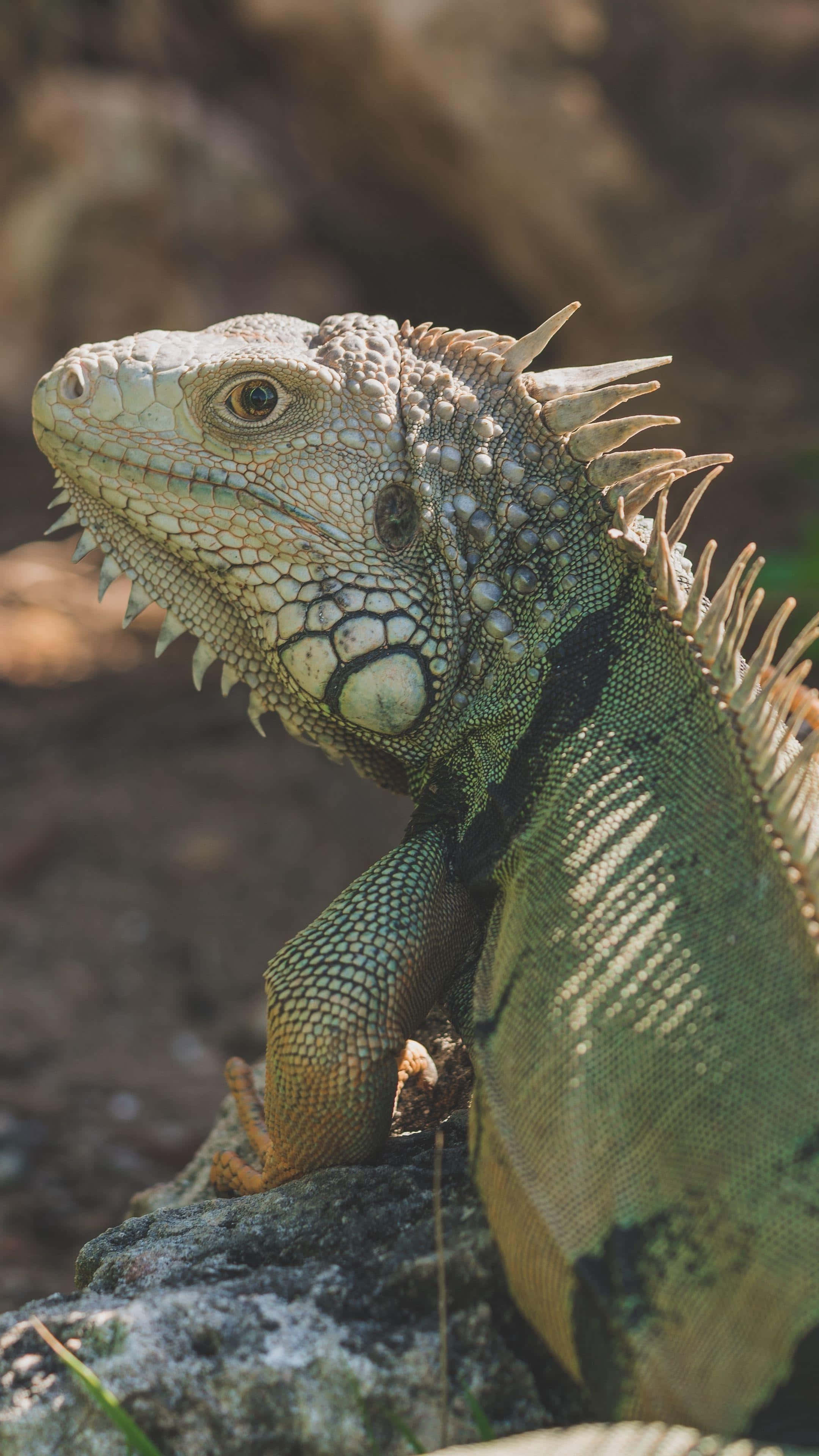 green iguana, sunlit rock, spiky dorsal crest, 4K Phone Wallpaper