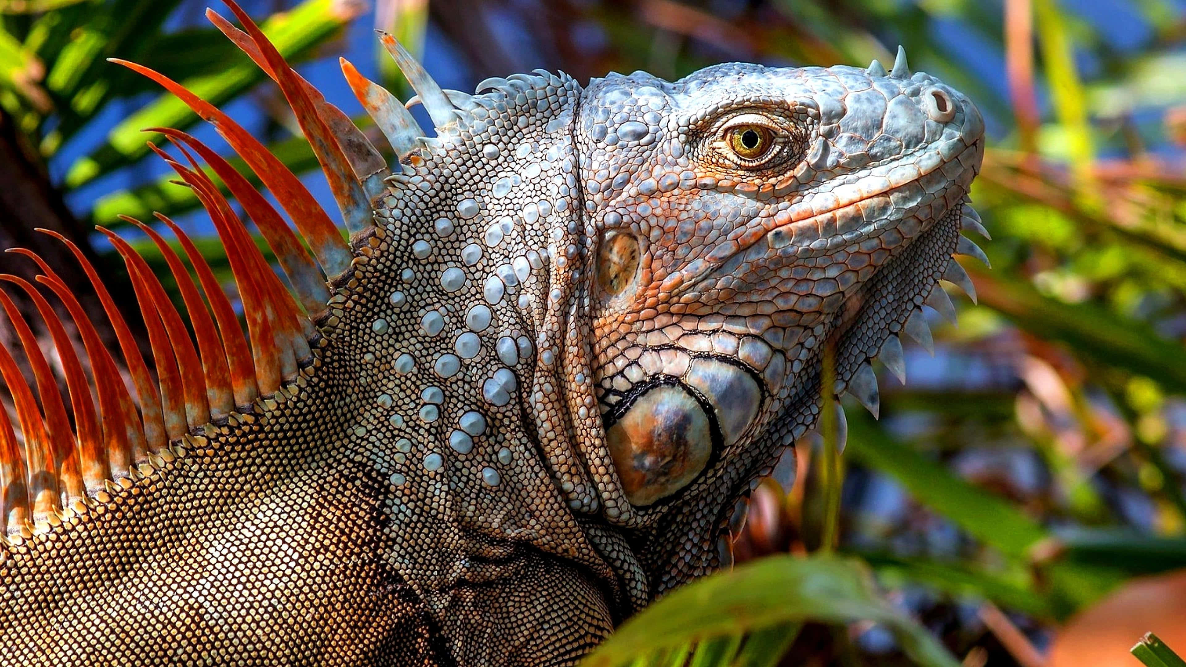 green iguana, vibrant red spines, bright sunlight, 4K Desktop Wallpaper