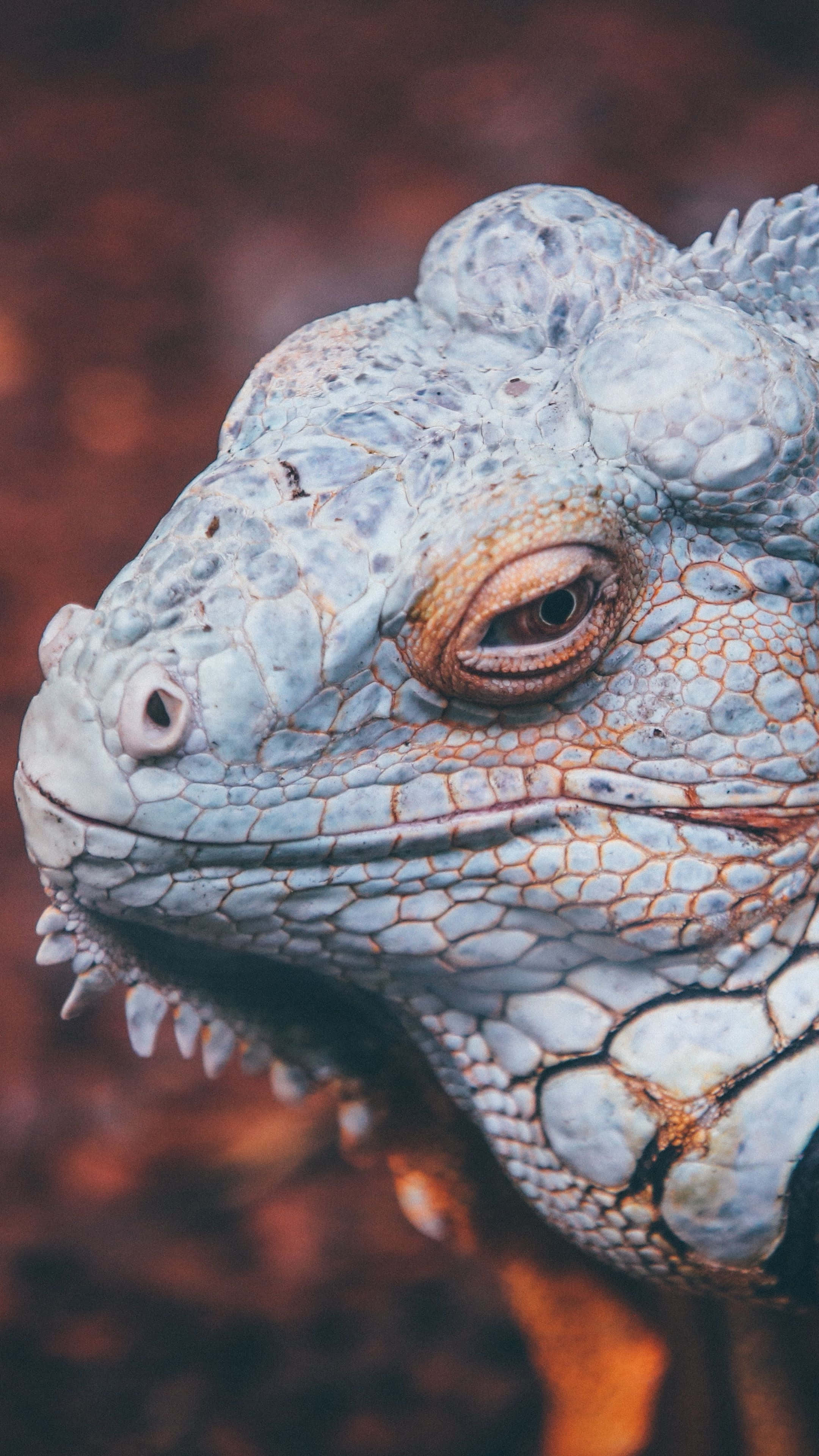blue iguana, textured head, detailed scales, 4K Phone Wallpaper