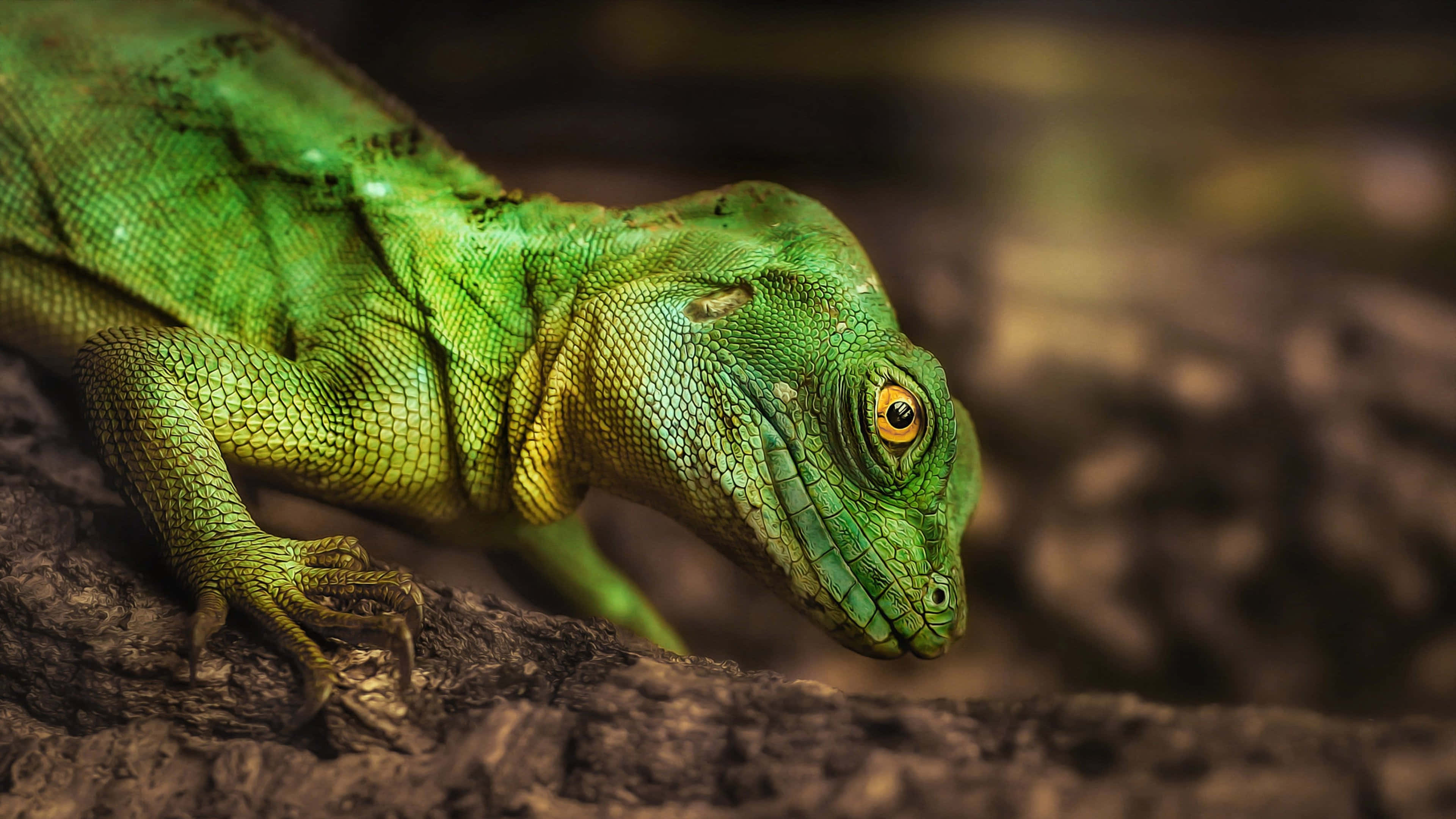 green iguana, detailed scales, golden eyes, 4K Desktop Wallpaper