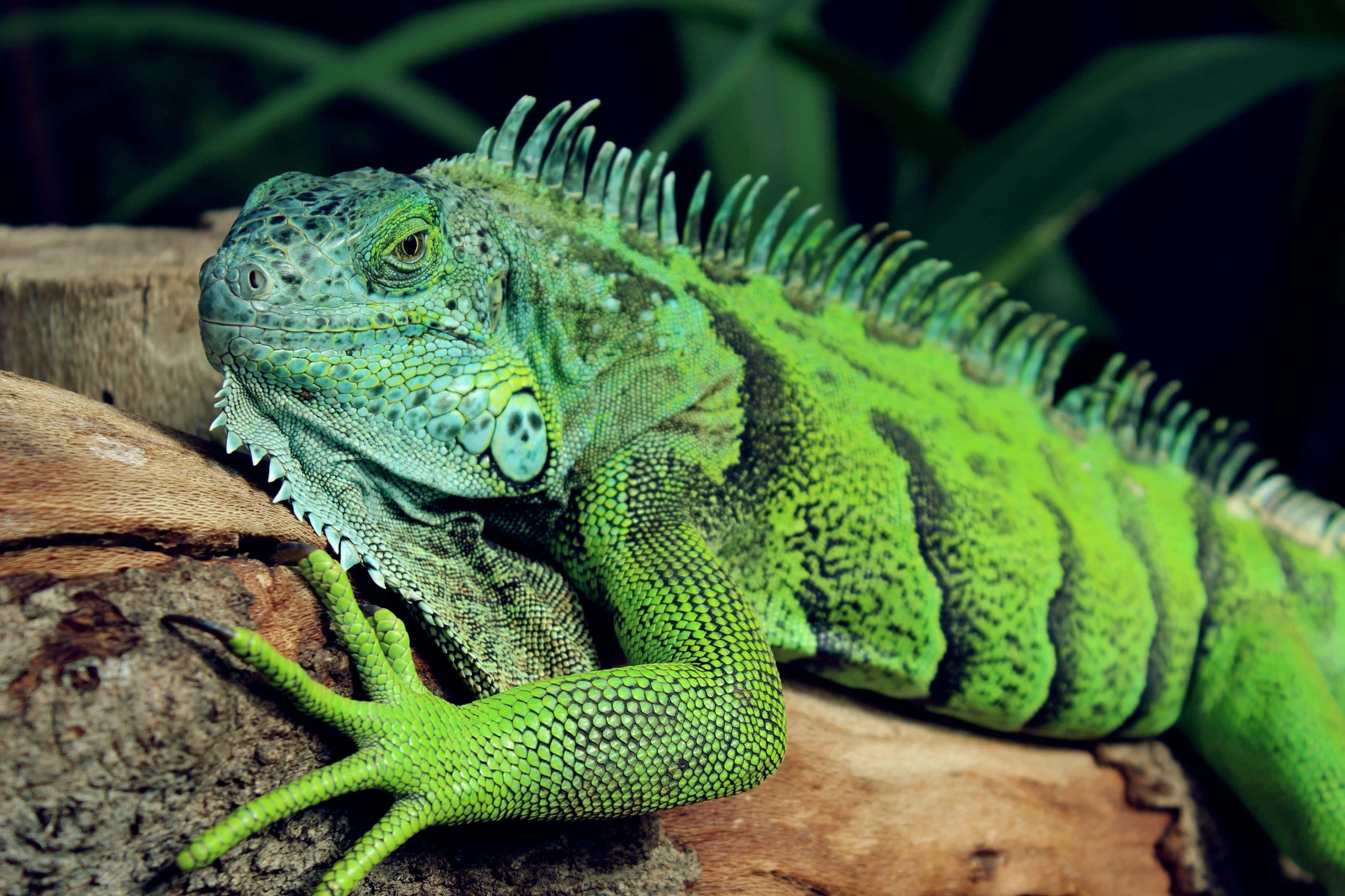 green iguana, weathered log, lush foliage, 2K Desktop Wallpaper