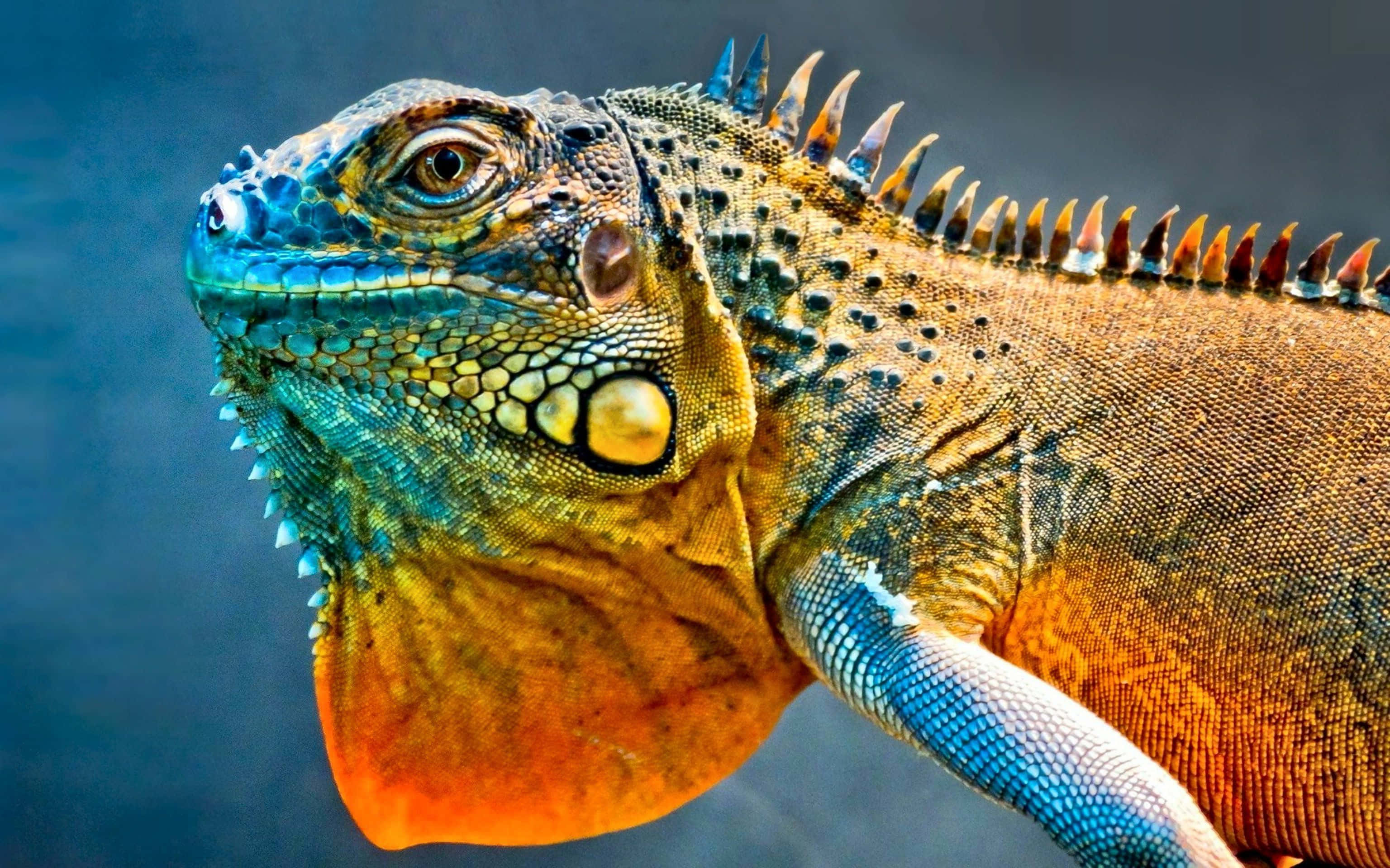 vibrant green, orange iguana, spiky dorsal crest, 2K Desktop Wallpaper