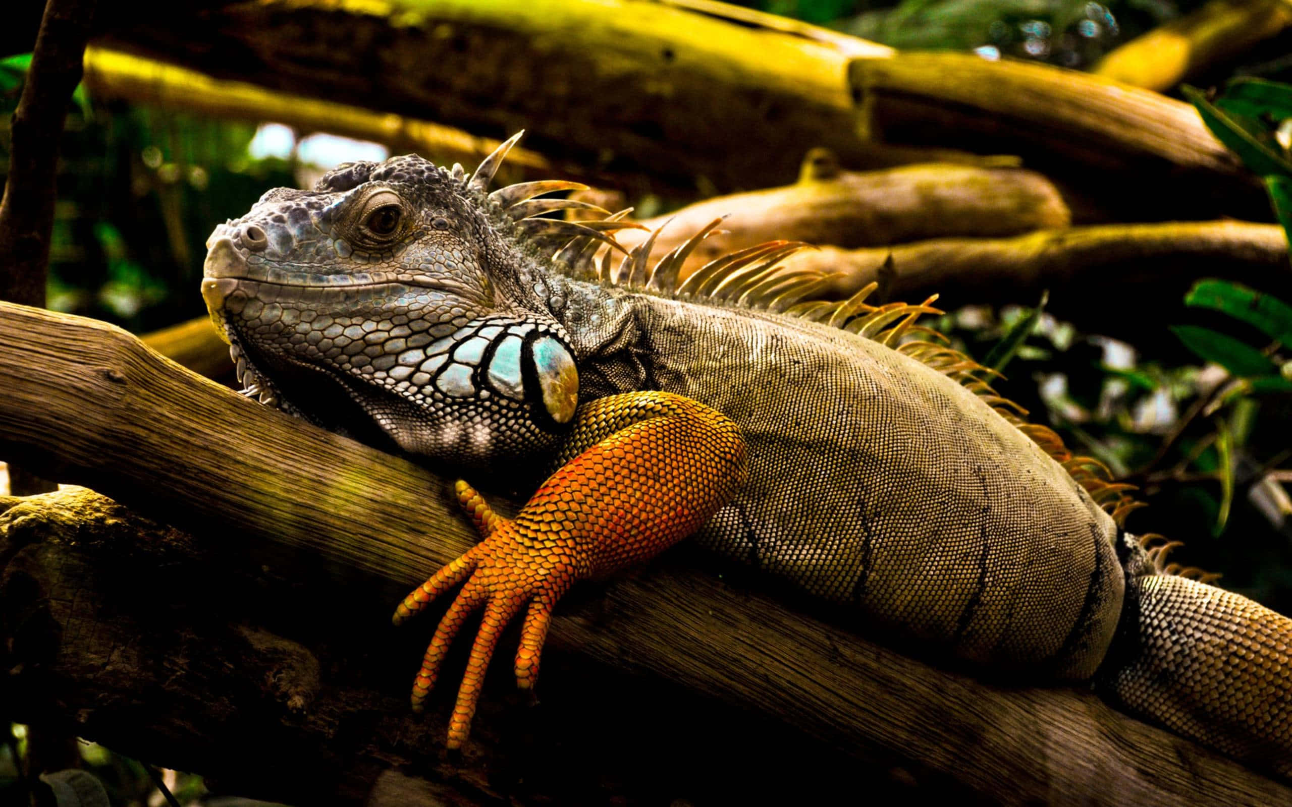 green iguana, sunlit log, vibrant orange feet, 2K Desktop Wallpaper