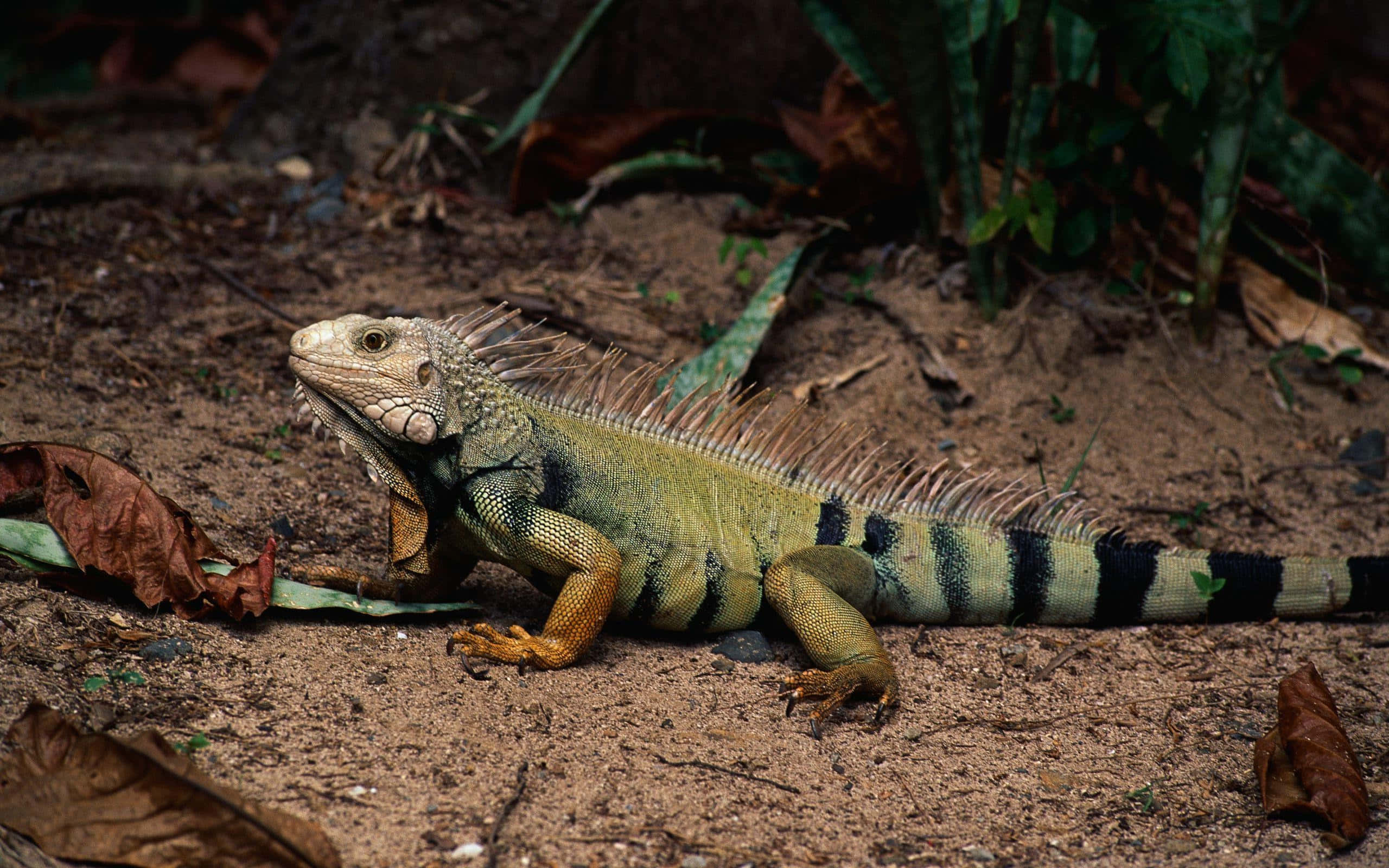 green iguana, black stripes, spines, 2K Desktop Wallpaper