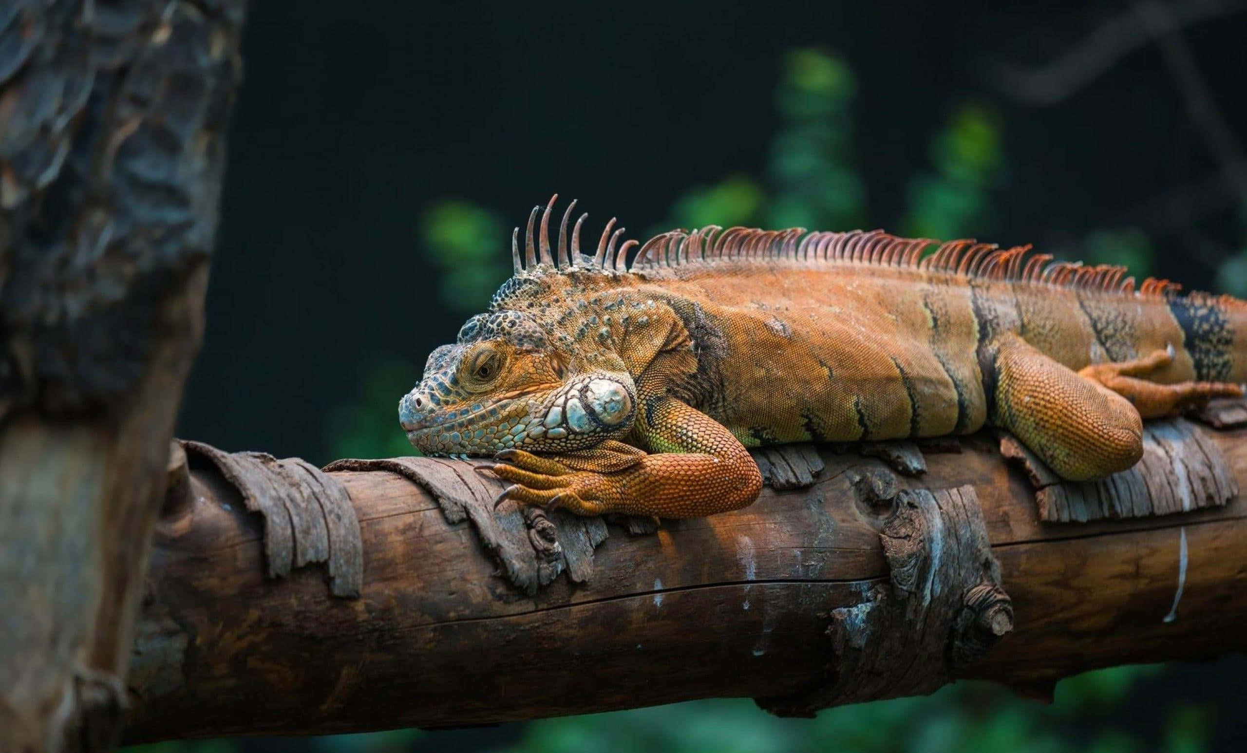 iguanas, tree branch, forest background, 2K Desktop Wallpaper