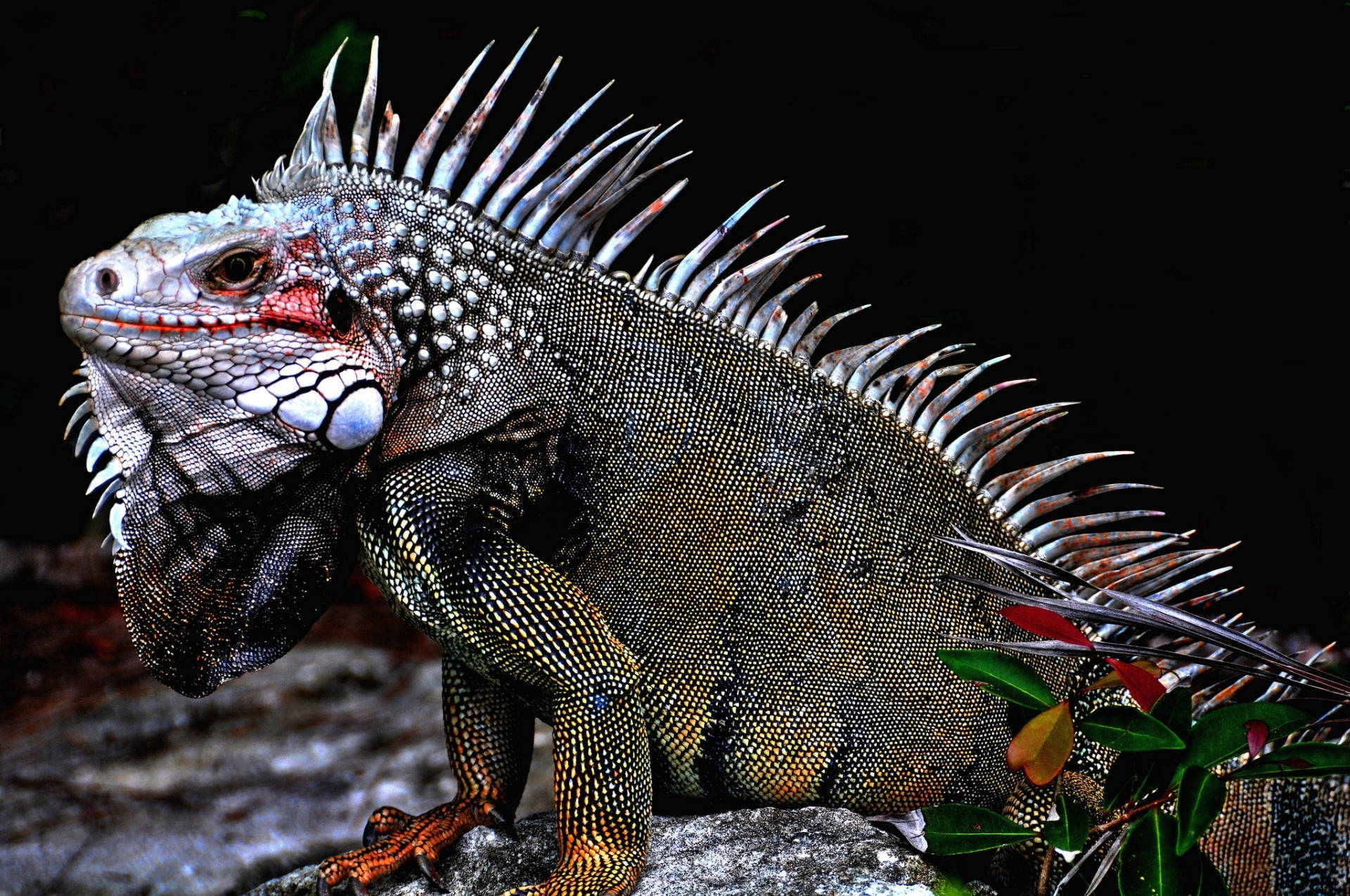 white crested green iguana, spiky dorsal crest, rock, Full HD Desktop Wallpaper