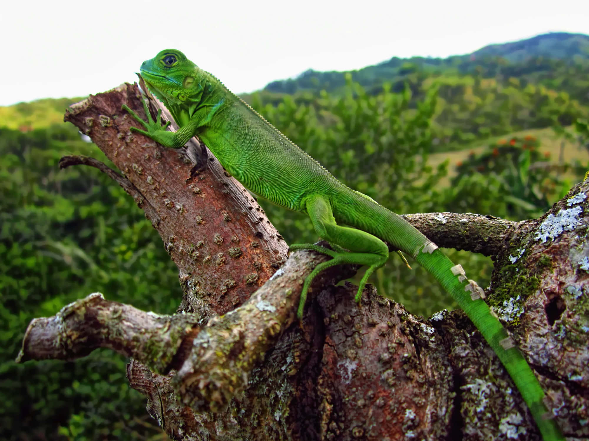 green iguana, tree branch, mossy tree branch, Full HD Desktop Wallpaper