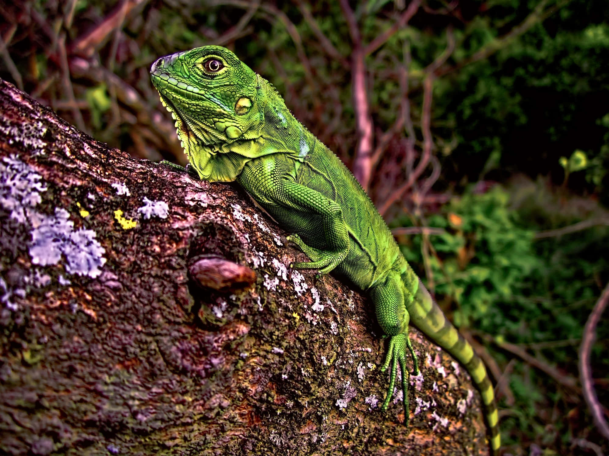 green iguana, tree branch, mossy tree trunk, Full HD Desktop Wallpaper