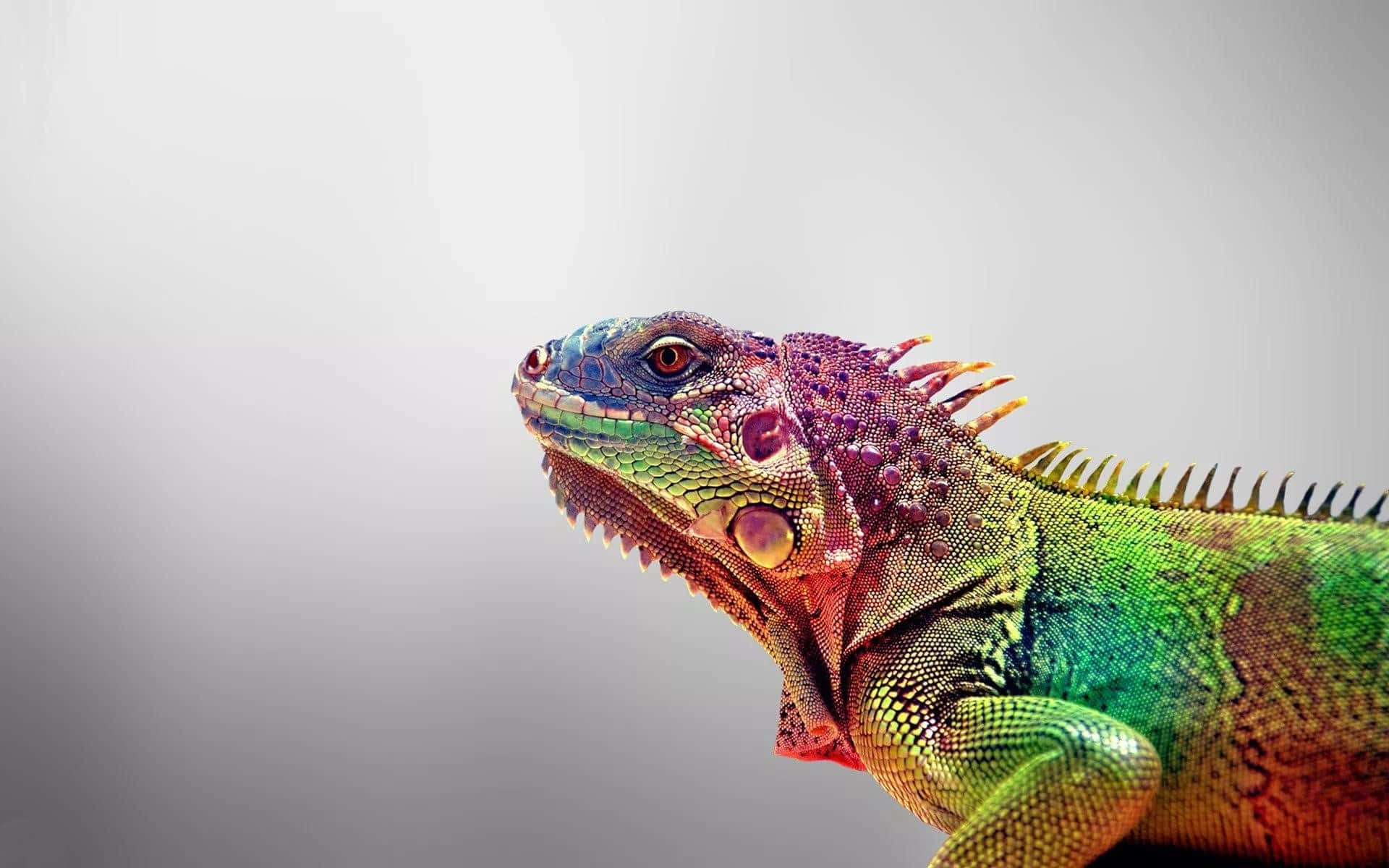 colorful iguana, rainbow-colored iguana, detailed scales, Full HD Desktop Wallpaper